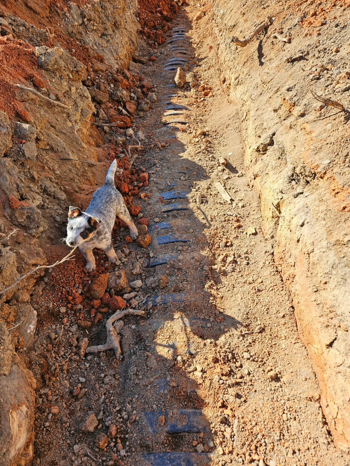 Small dog walking in a narrow rocky dirt trench outdoors