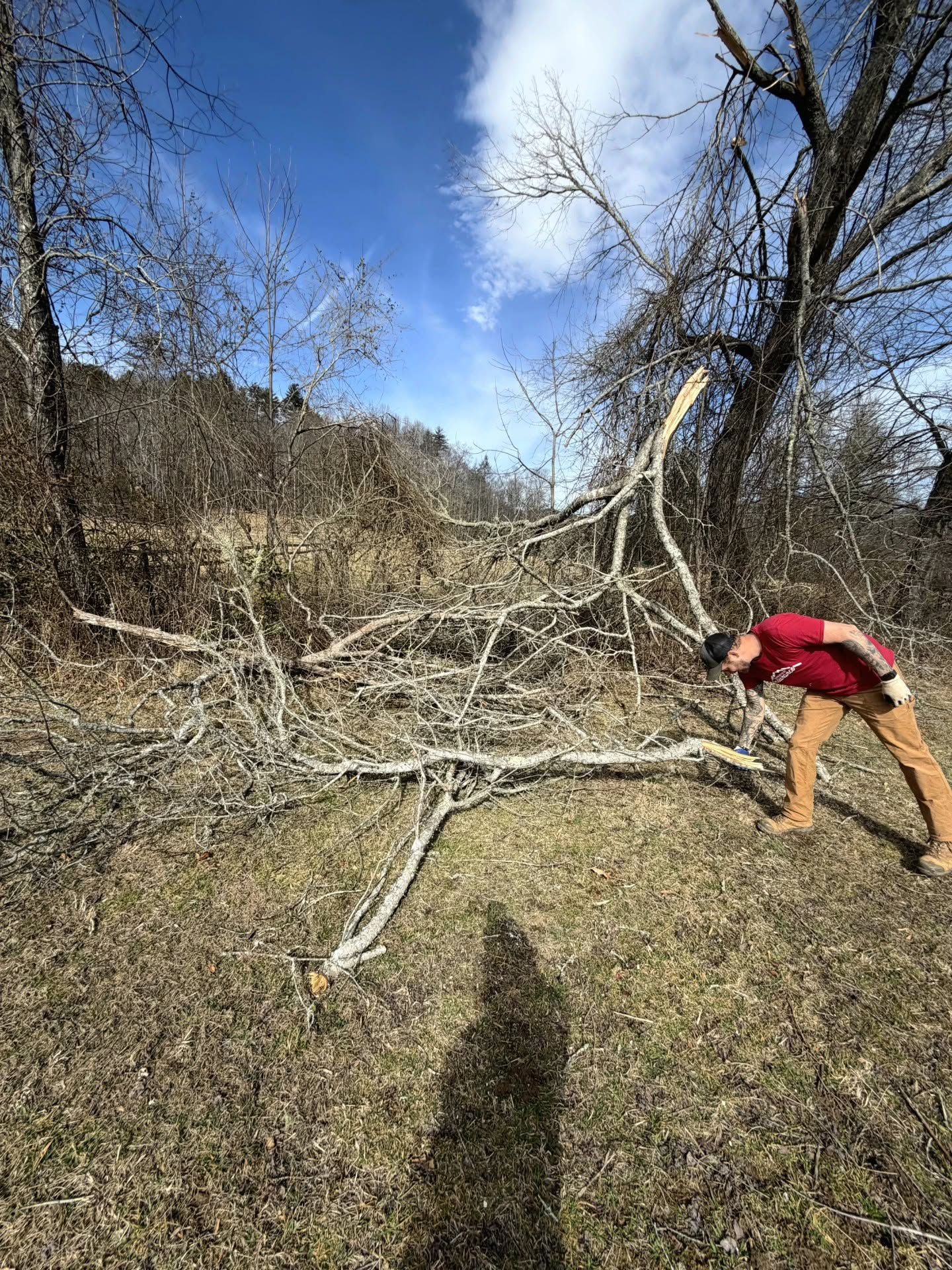 Person in red jacket and tan pants pulling a fallen tree branch in a grassy, wooded area under blue sky