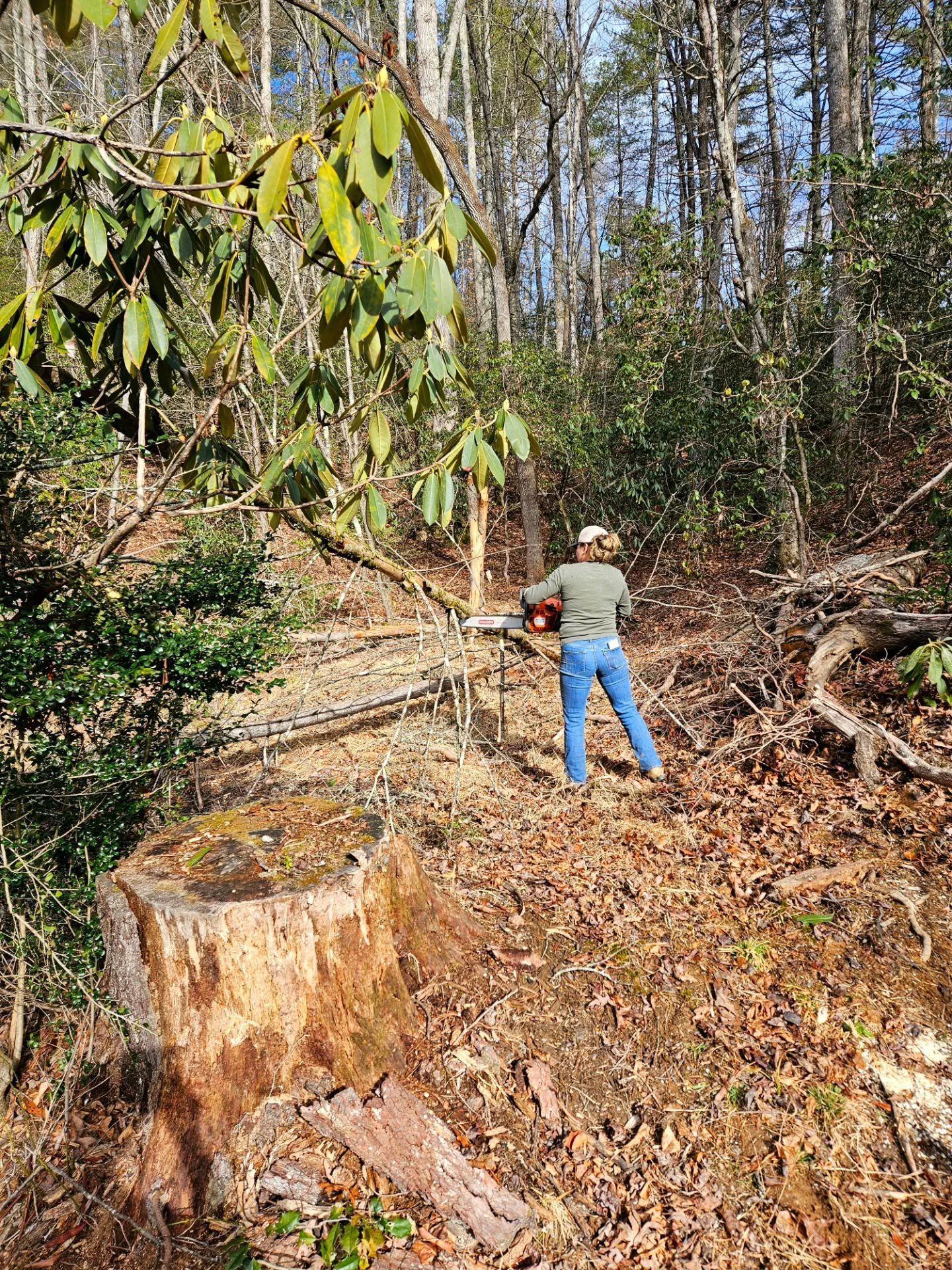 Person using a chainsaw to cut a tree trunk in a wooded area with fallen leaves and a large stump.