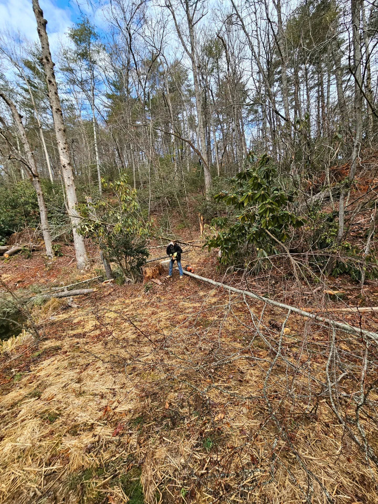 Person in a blue jacket working in a wooded area beside a long fallen branch.