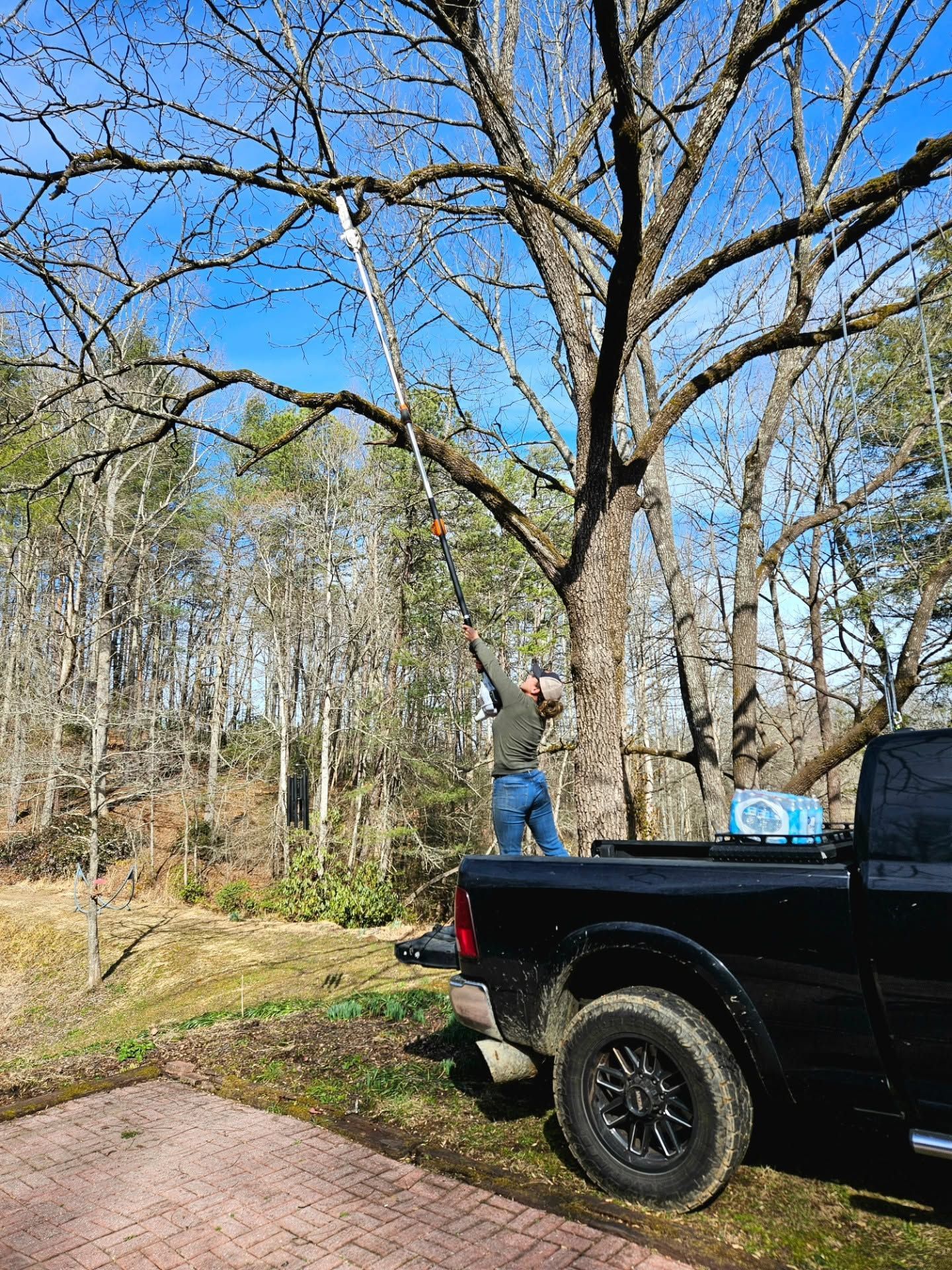 Person standing in a black pickup bed, reaching toward a tree in a wooded yard on a sunny day