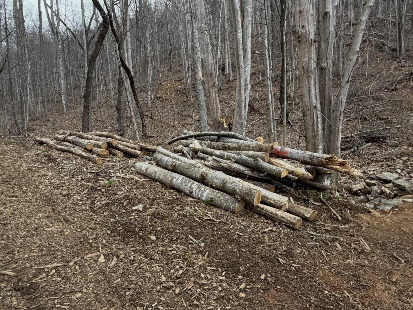 Stacked cut logs in a leaf-covered wooded area among bare trees