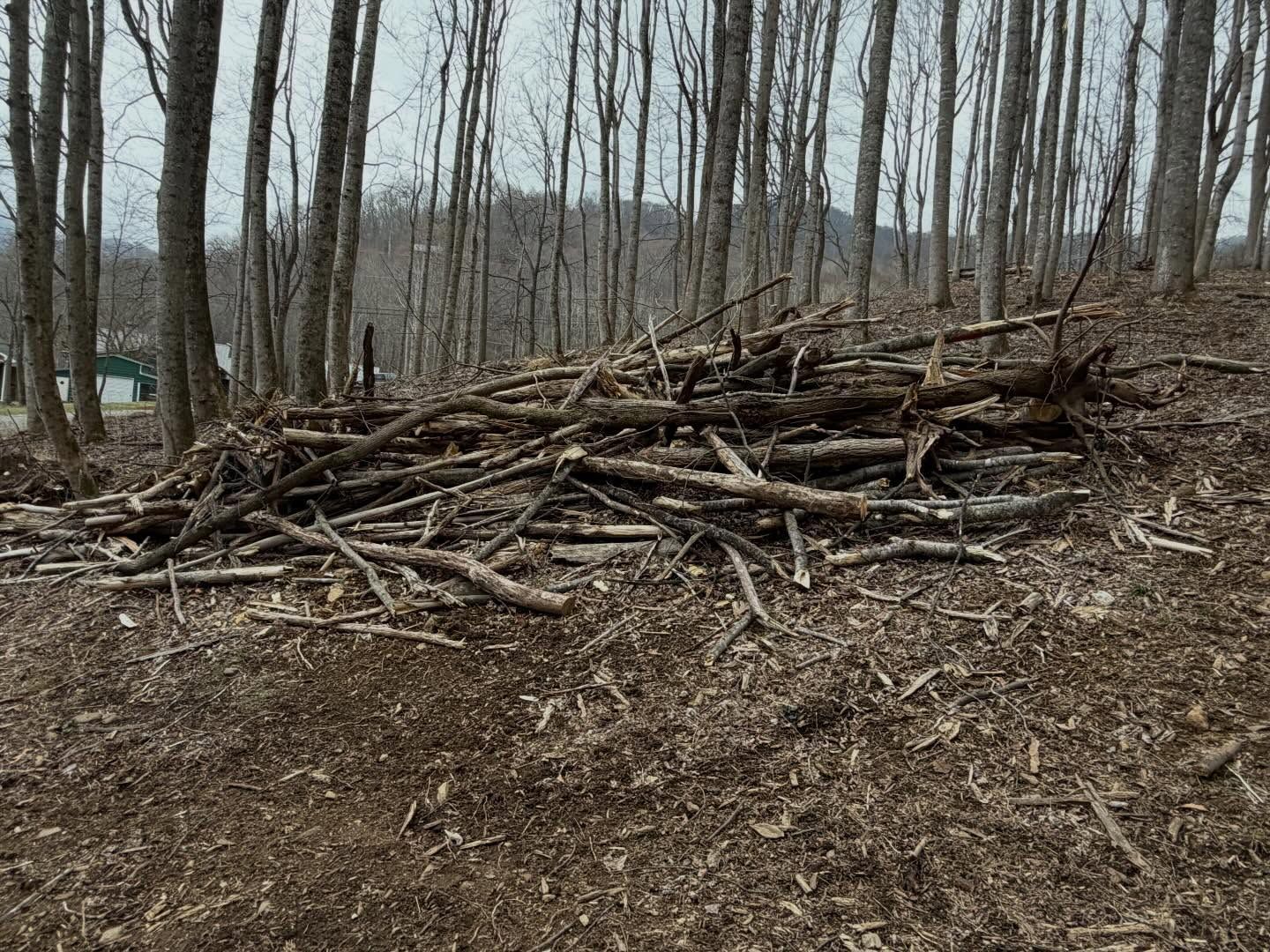 Leaf-covered forest floor with a pile of fallen branches and logs among bare trees
