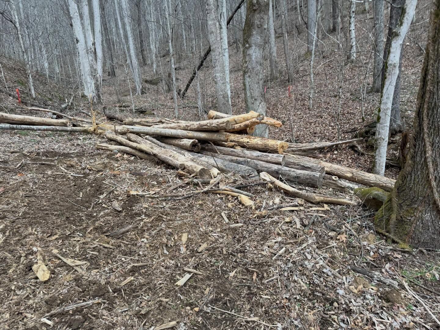 Pile of fallen logs and branches in a leaf-covered forest clearing with bare trees.
