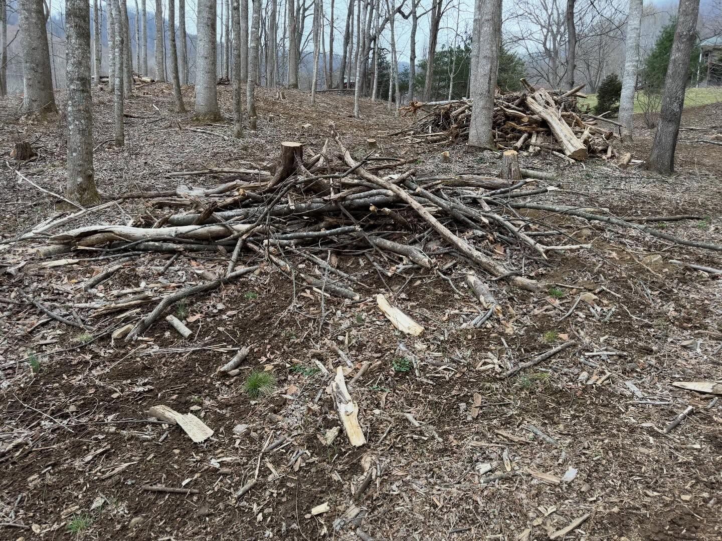 Wooded area with scattered branches and logs on the leaf-covered forest floor