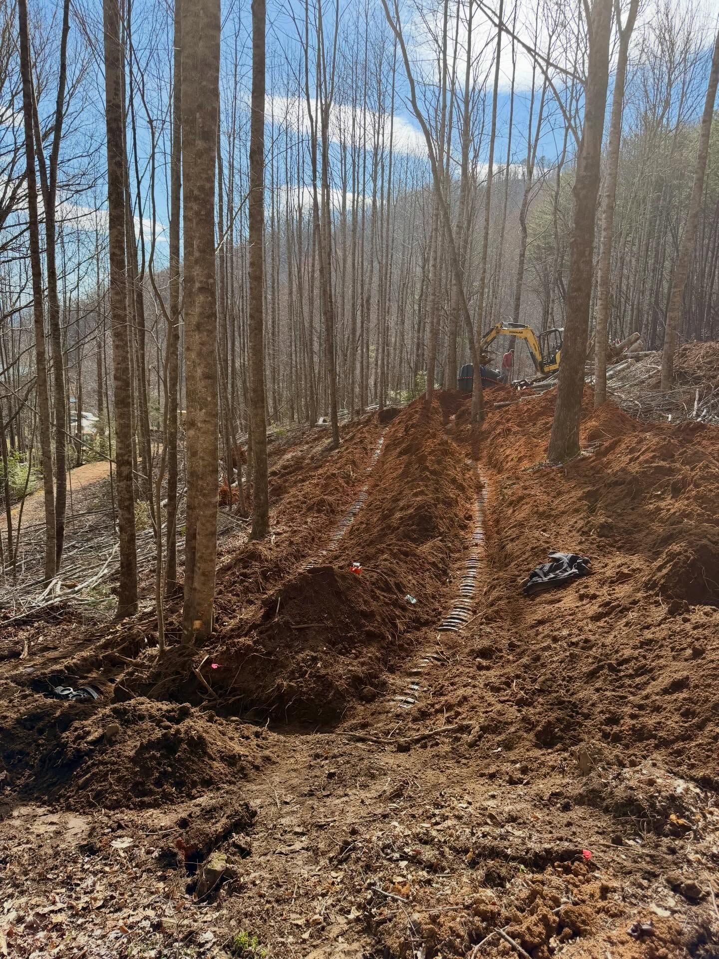 Wooded hillside with bare trees, muddy dirt path, and blue sky in early spring