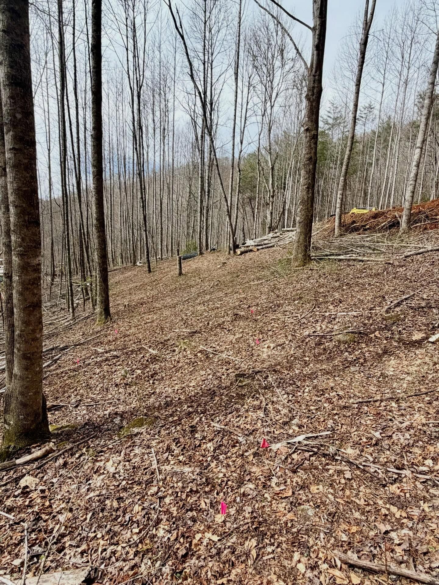 Leaf-covered forest hillside with bare trees and a small red marker on the ground