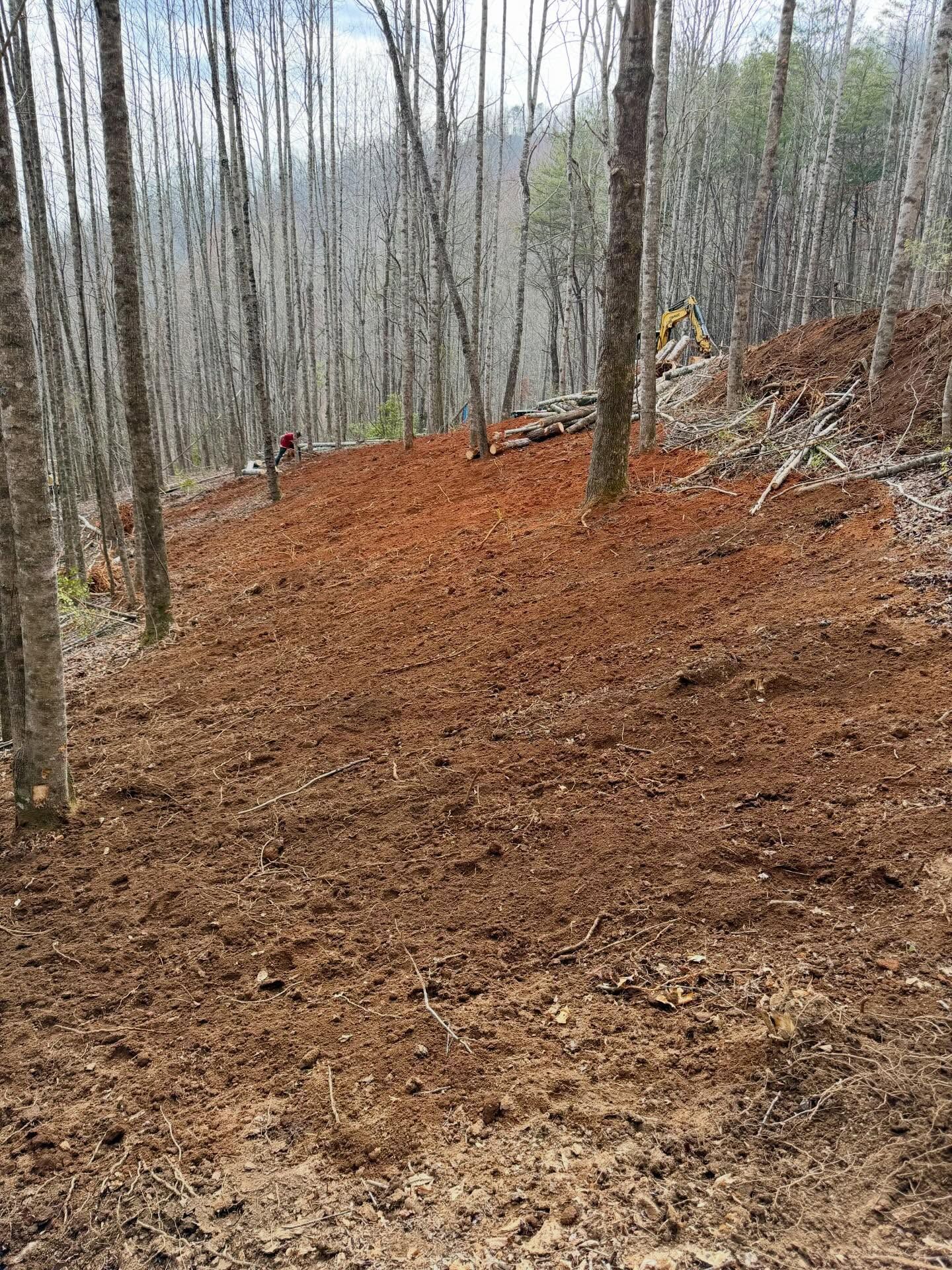 Freshly cleared forest trail with bare trees and orange-brown leaf-covered ground