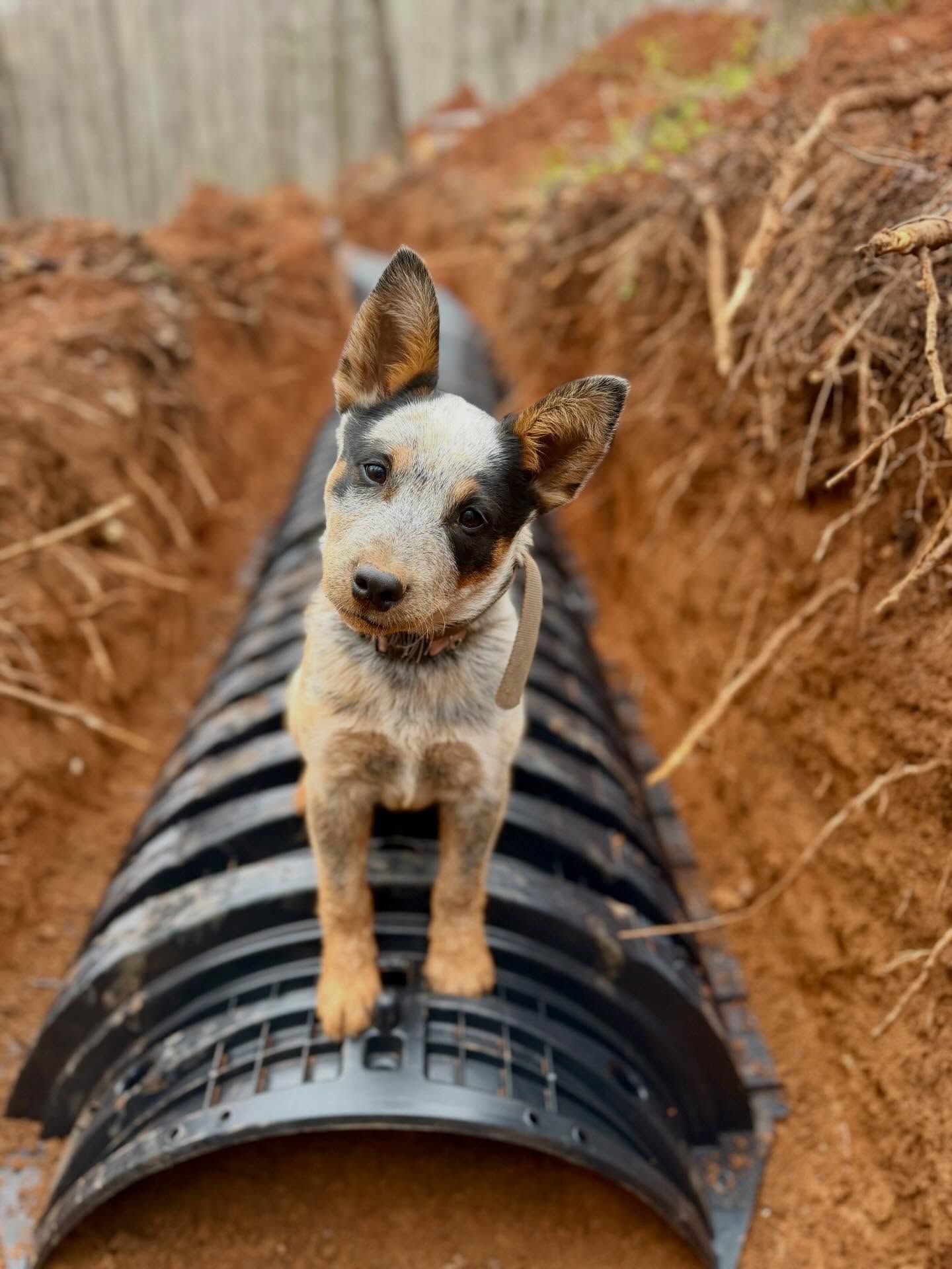 Dog standing on a black pipe in a dirt trench, with ears perked and a curious expression.