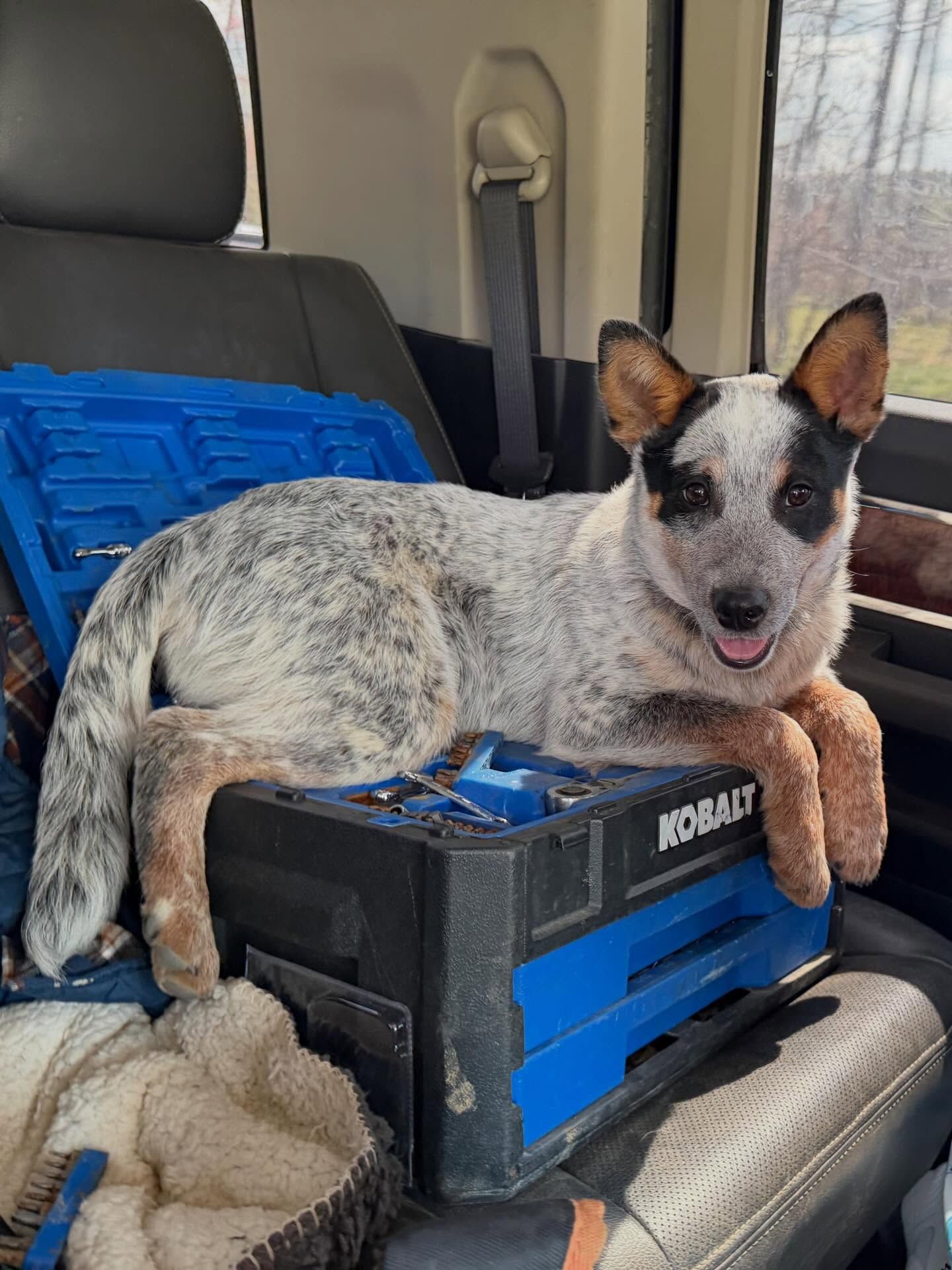 Dog lying on a blue-and-black toolbox in a truck seat, with another blue tool case behind it.