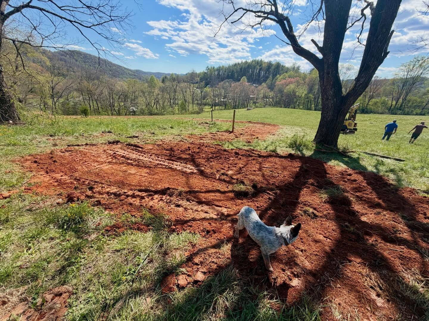 Tree stump clearing in a grassy field, with a chicken under a large tree and hills in the background