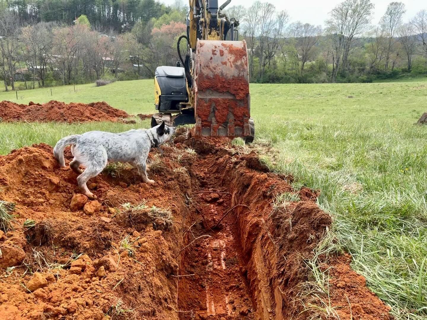 Dog standing beside an excavator digging a trench in a grassy field