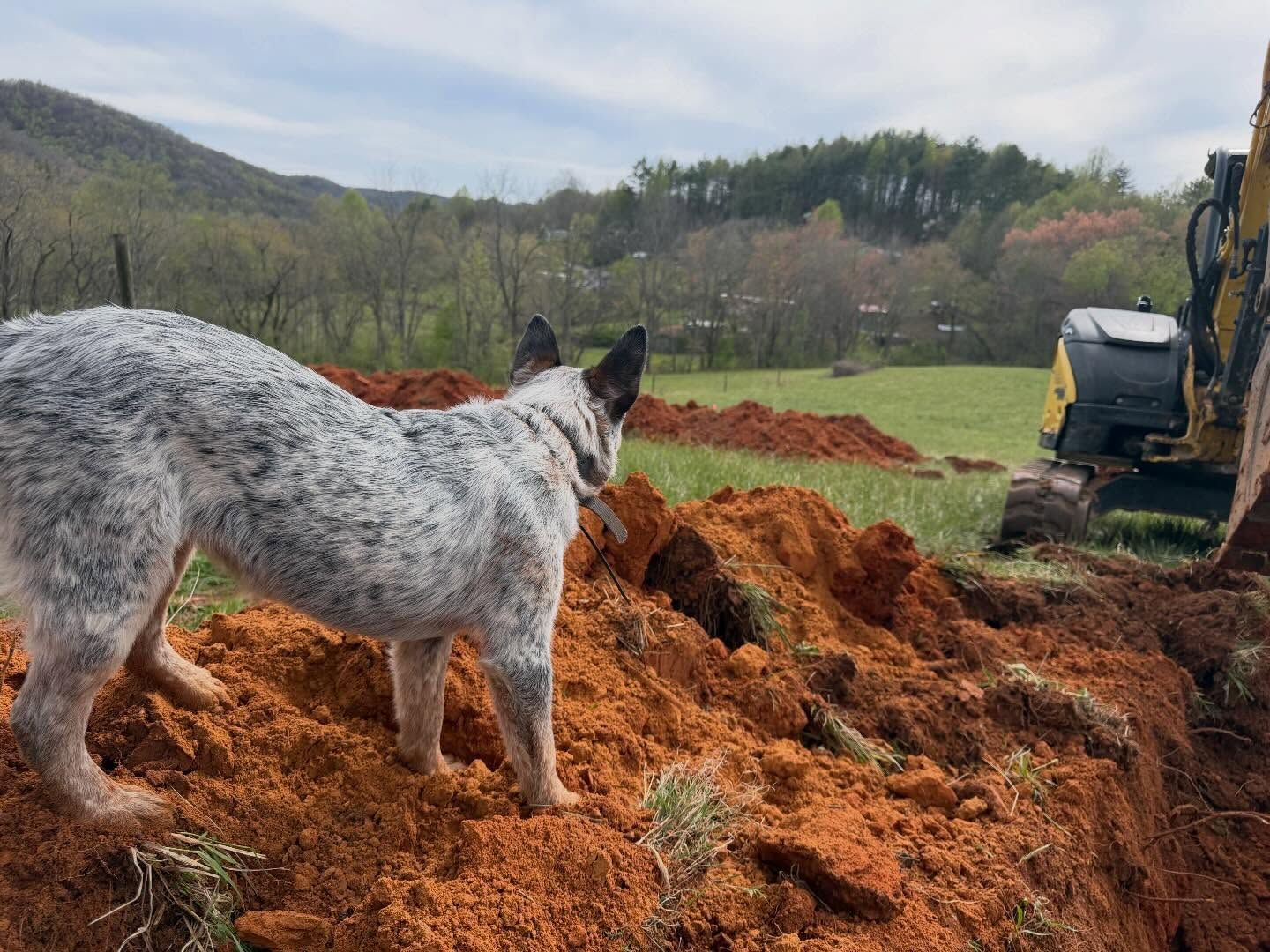 Spotted dog standing on a dirt mound in a field beside a small excavator under cloudy skies