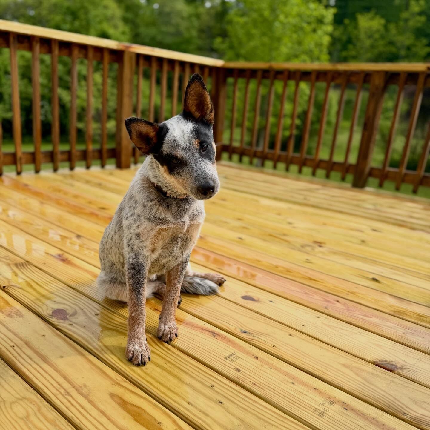 Blue heeler puppy sitting on a wet wooden deck with a railing and greenery behind it