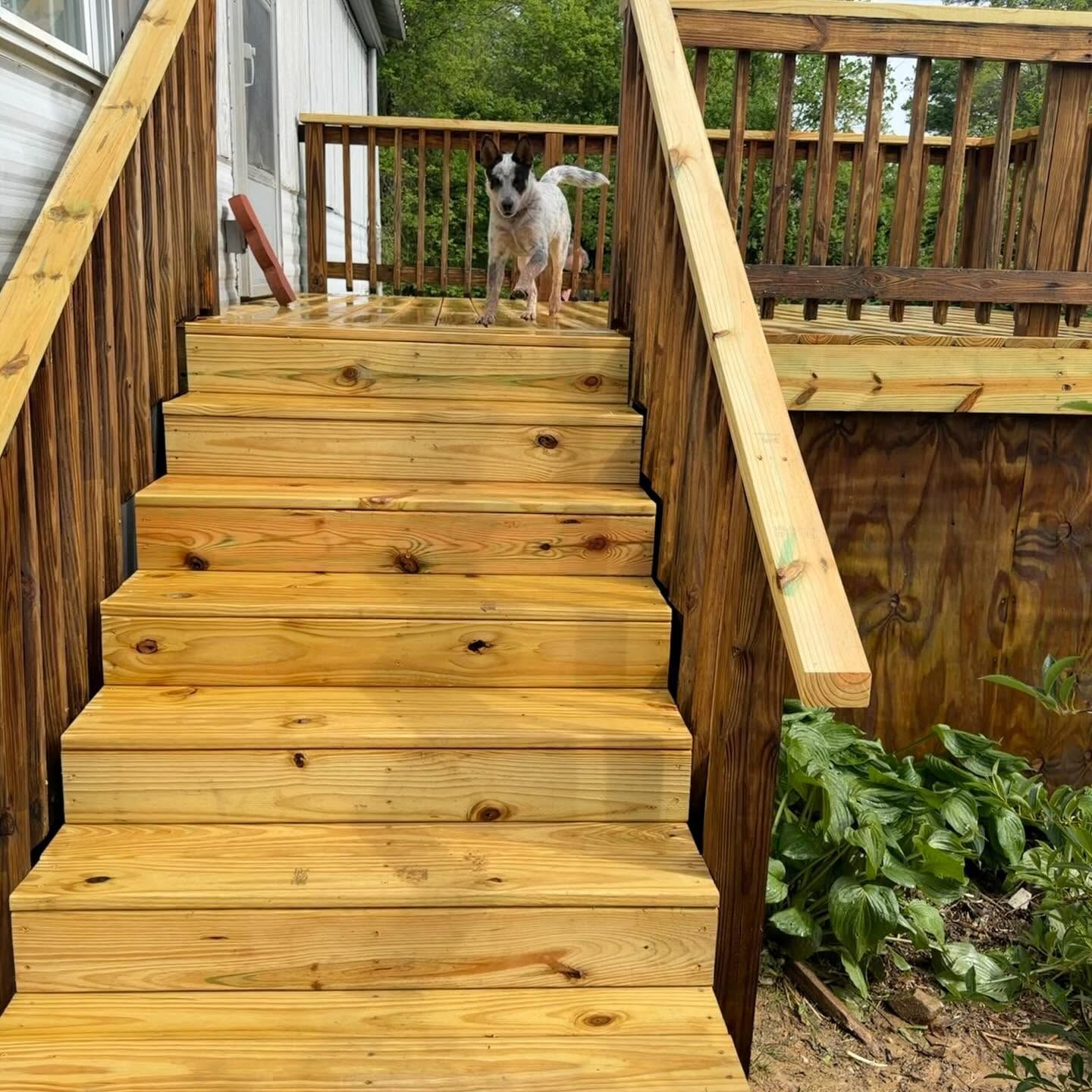 Small dog standing on wet wooden deck stairs by a railing and garden plants