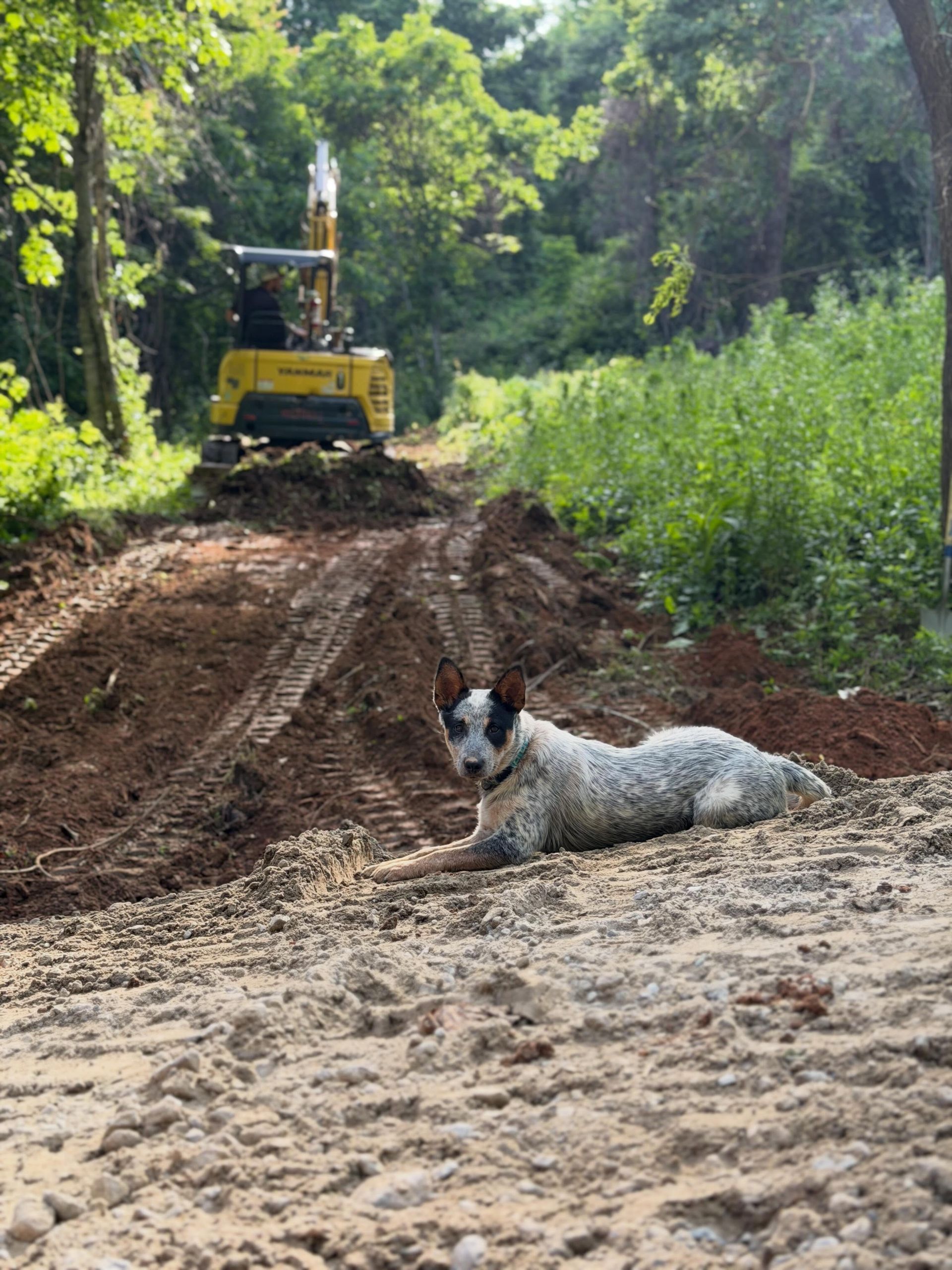 Dog lying on sandy ground beside a dirt road, with a yellow excavator and green trees in the background