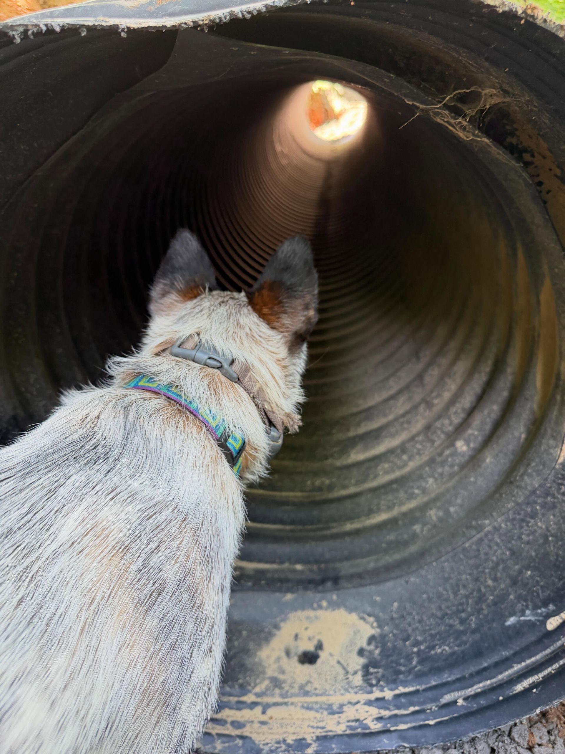 Dog looking into a large corrugated pipe tunnel