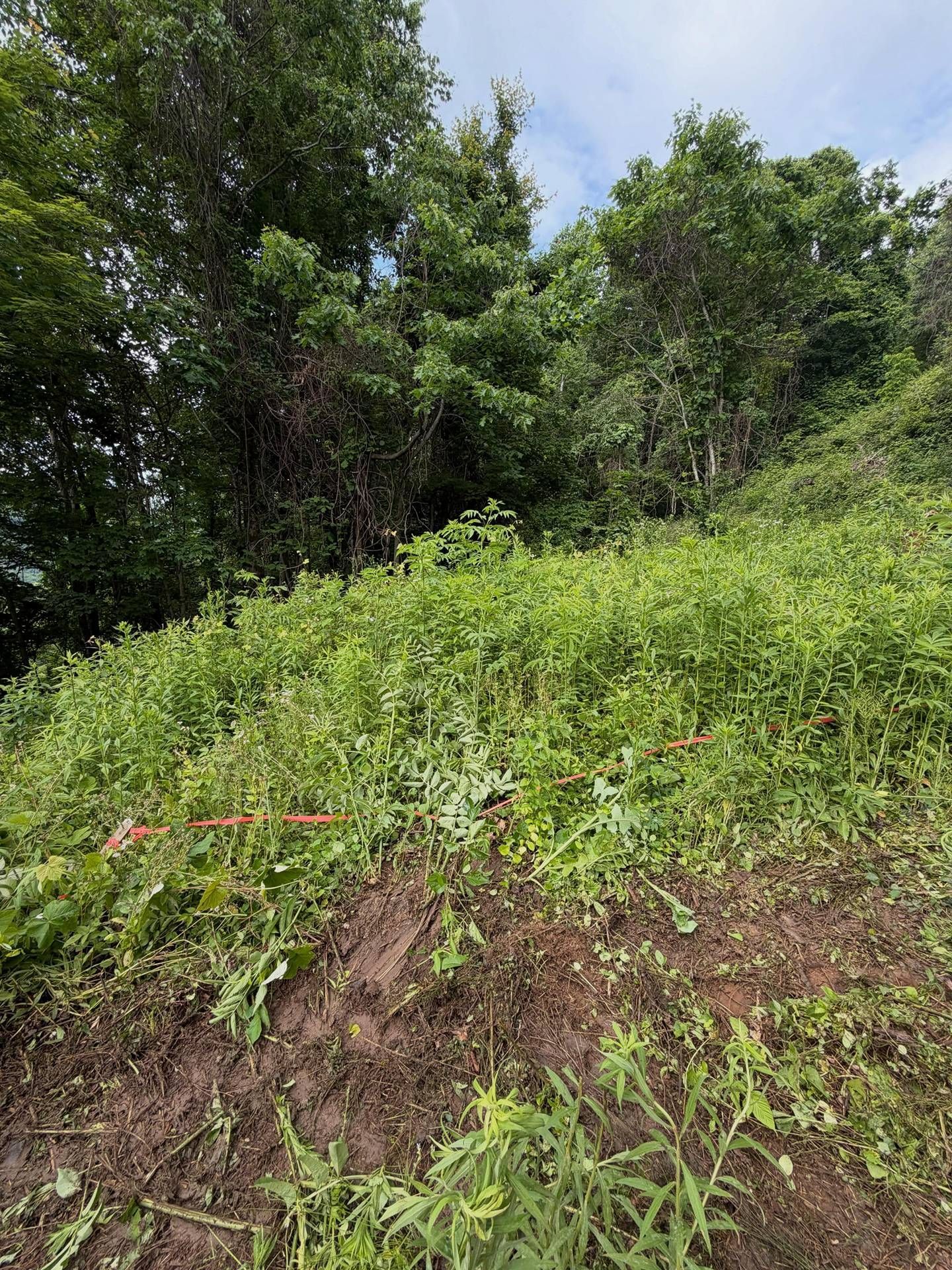 Lush green hillside with dense trees and overgrown vegetation beside a muddy slope