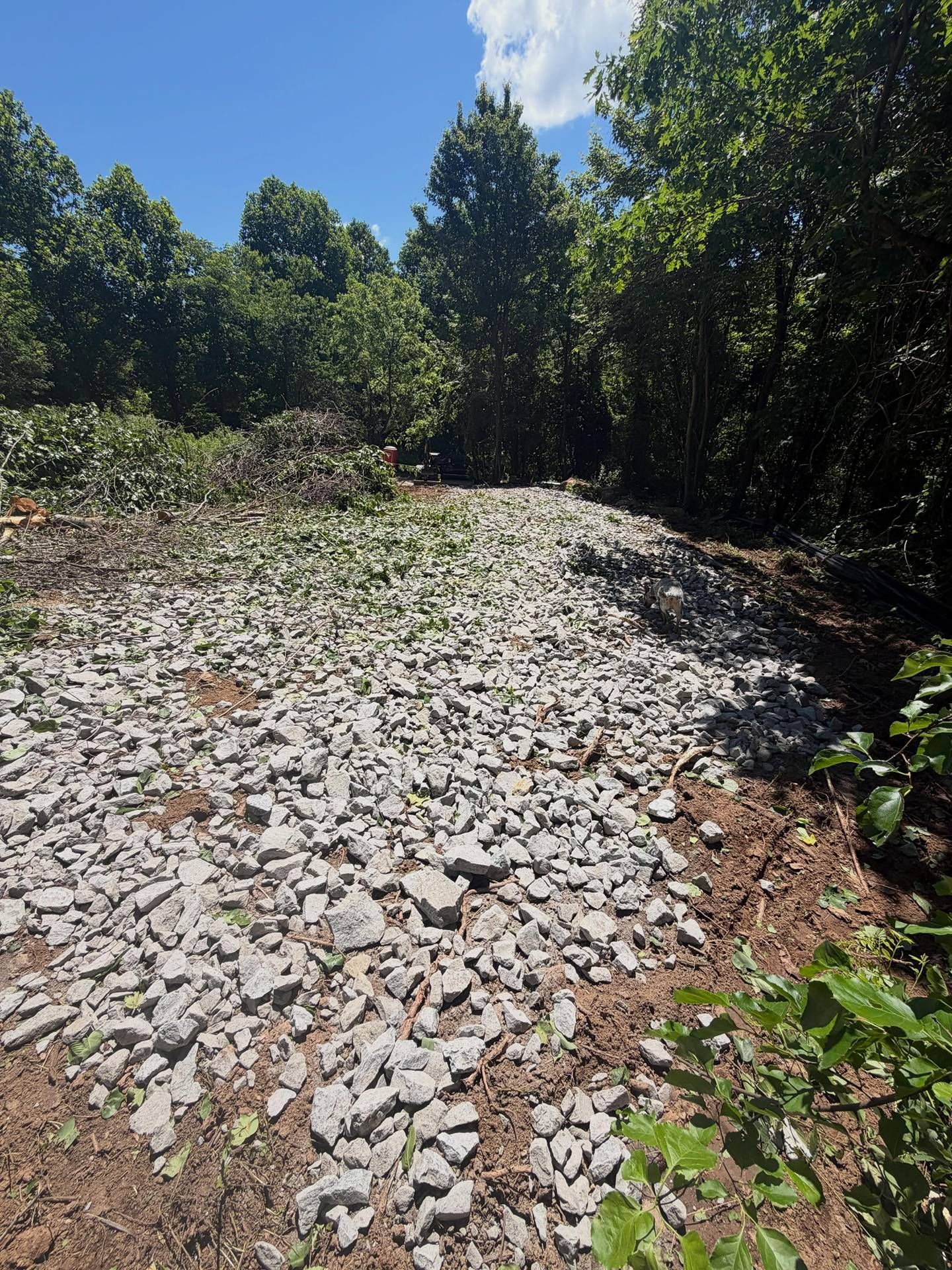 Rocky dirt path through green trees under a bright blue sky