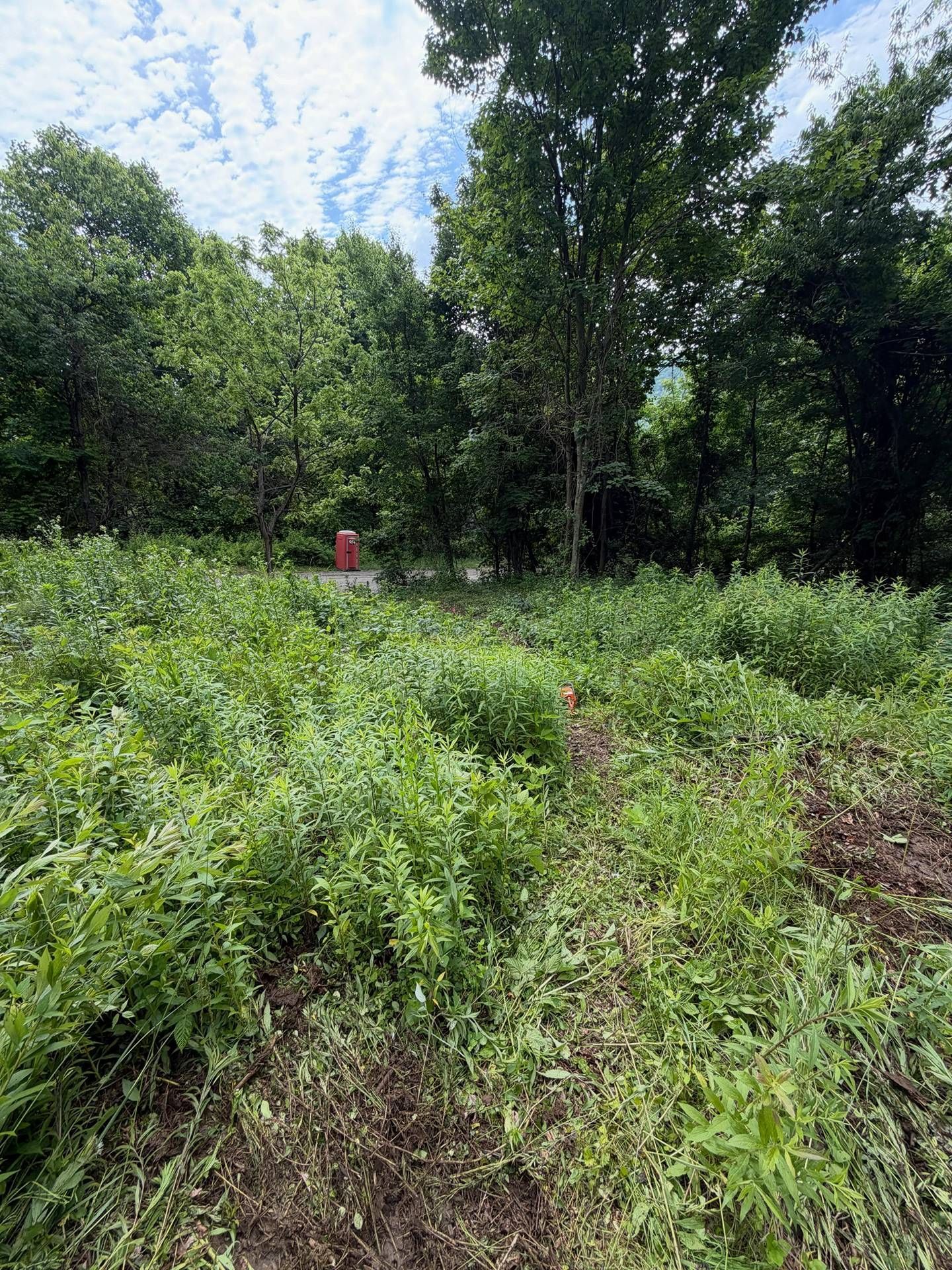 Overgrown field with dense green weeds, trees in the background, and a small red sign near the center