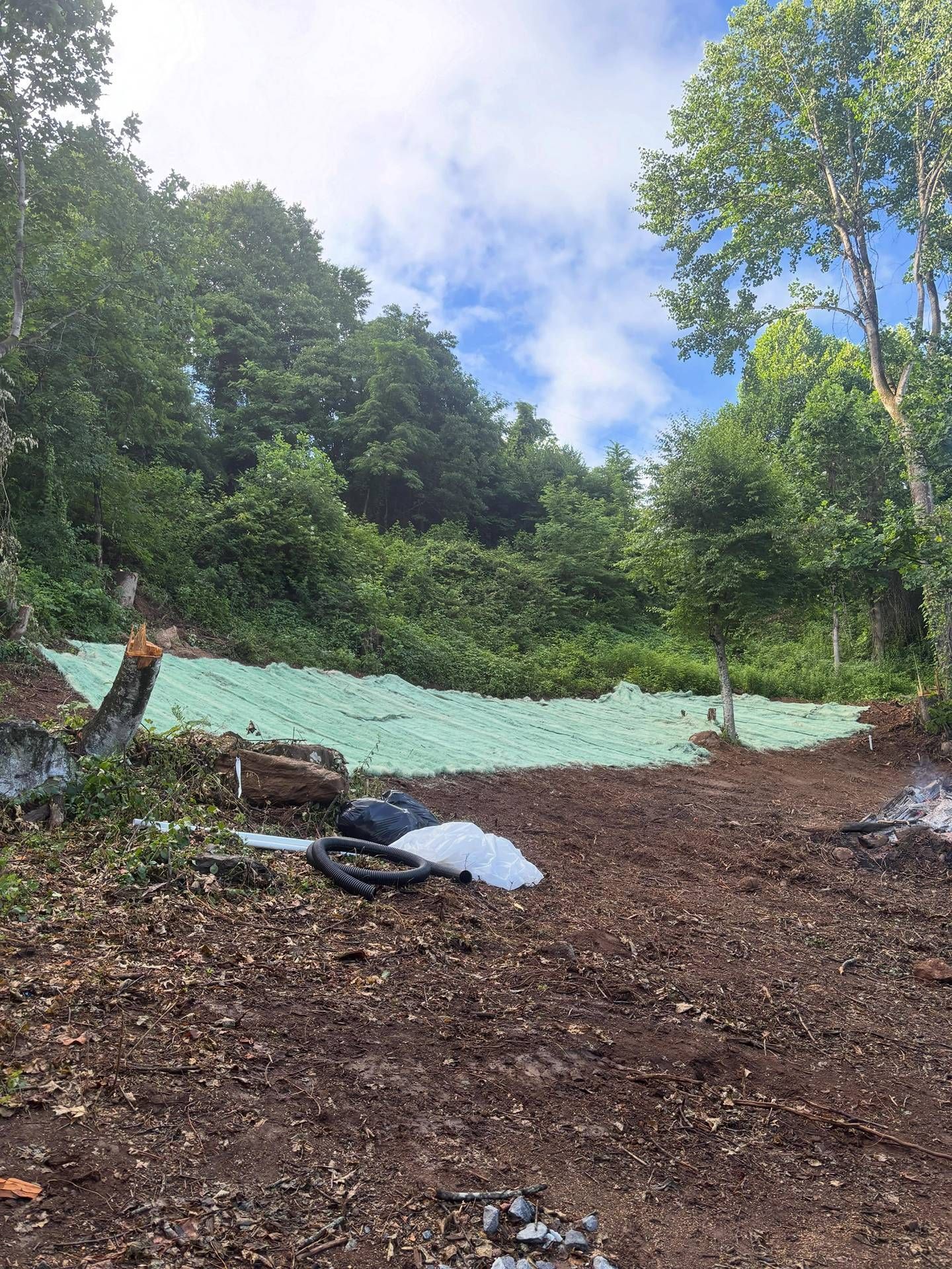 Forest clearing with a green tarp spread on the ground under trees and cloudy sky