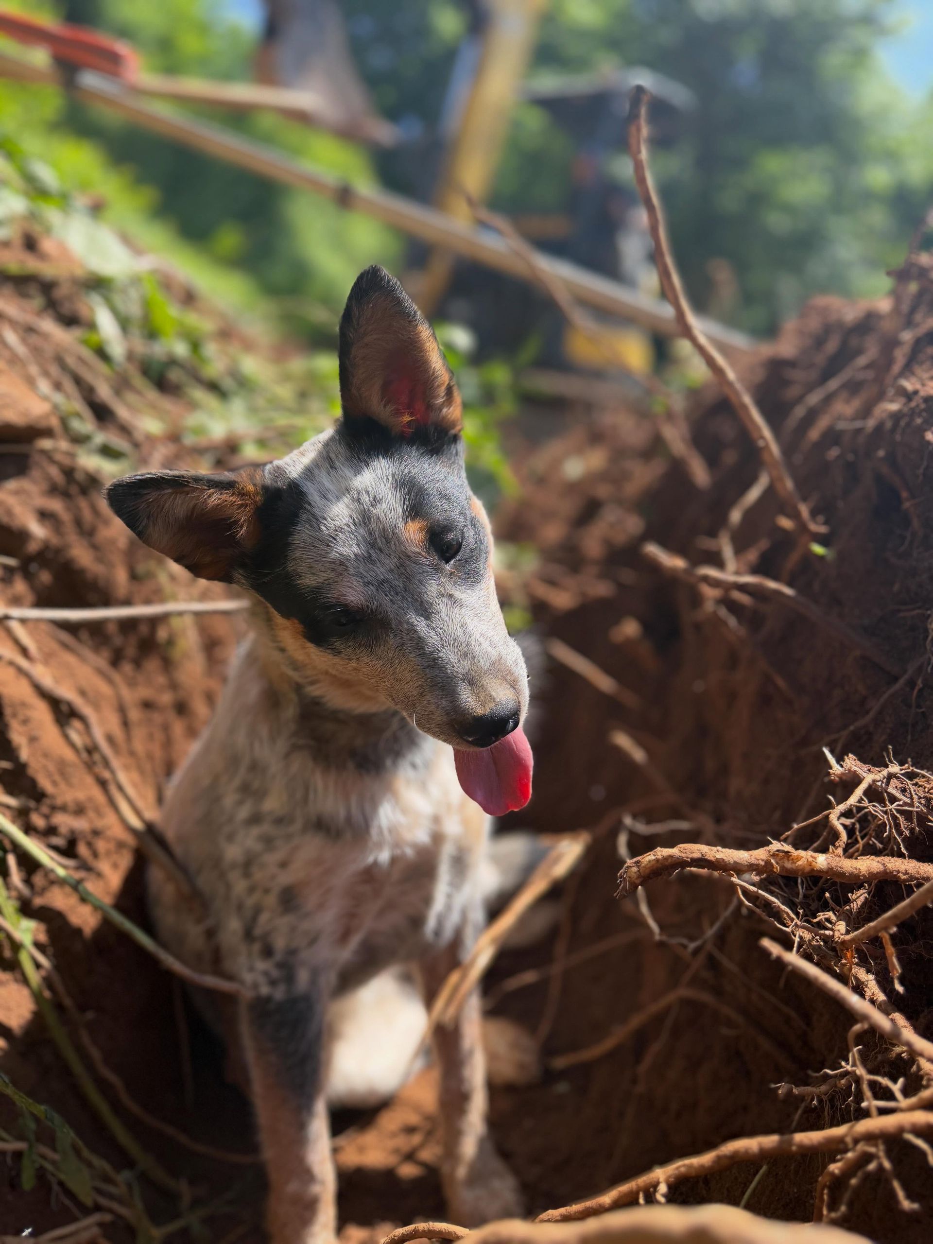 Small black-and-white dog with tongue out in a muddy outdoor setting, surrounded by roots and greenery