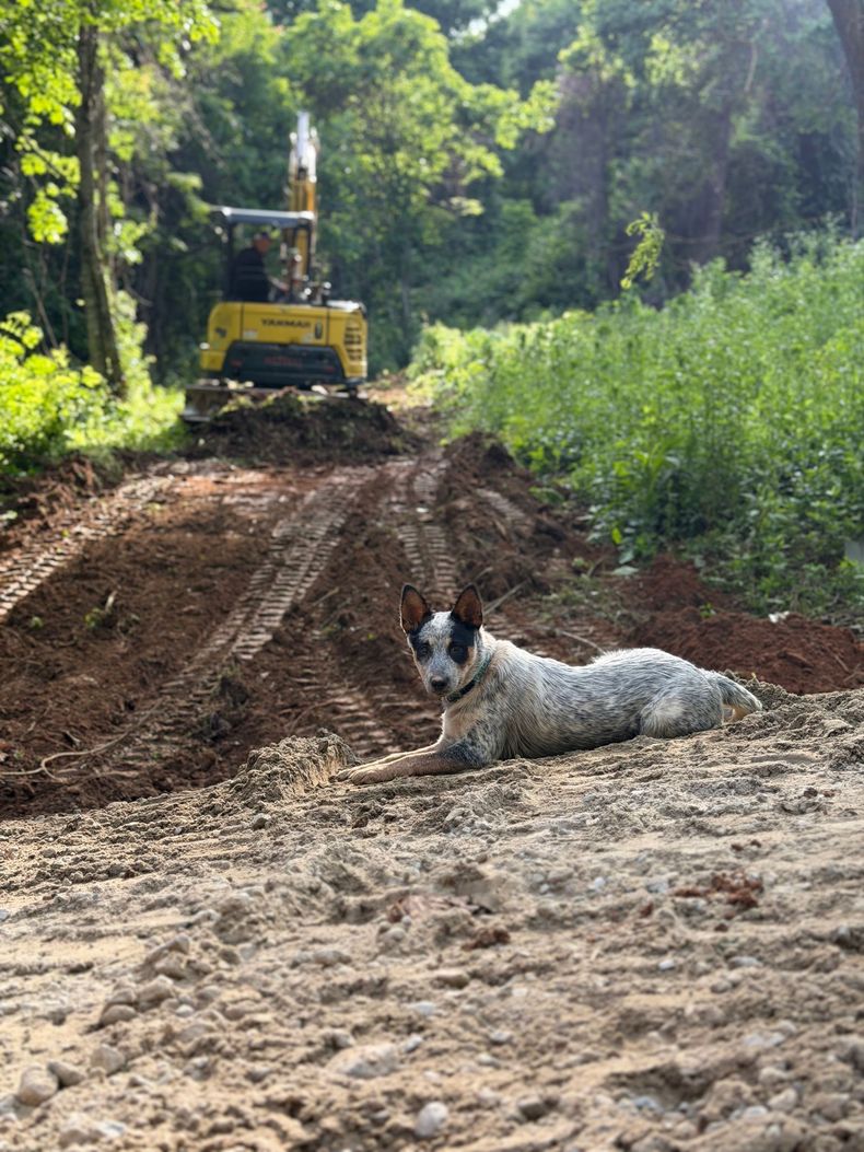 Dog lying on muddy dirt road with a bulldozer in the background and trees along the sides