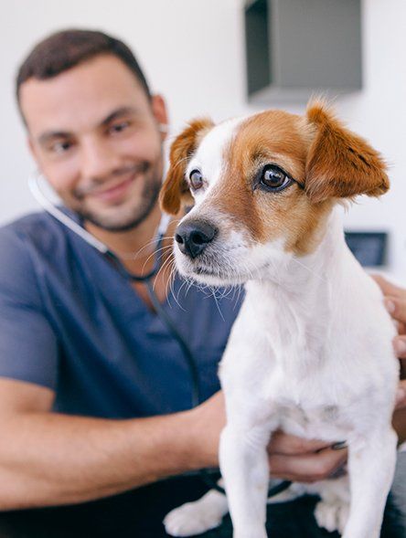 Great Southern Animal Hospital