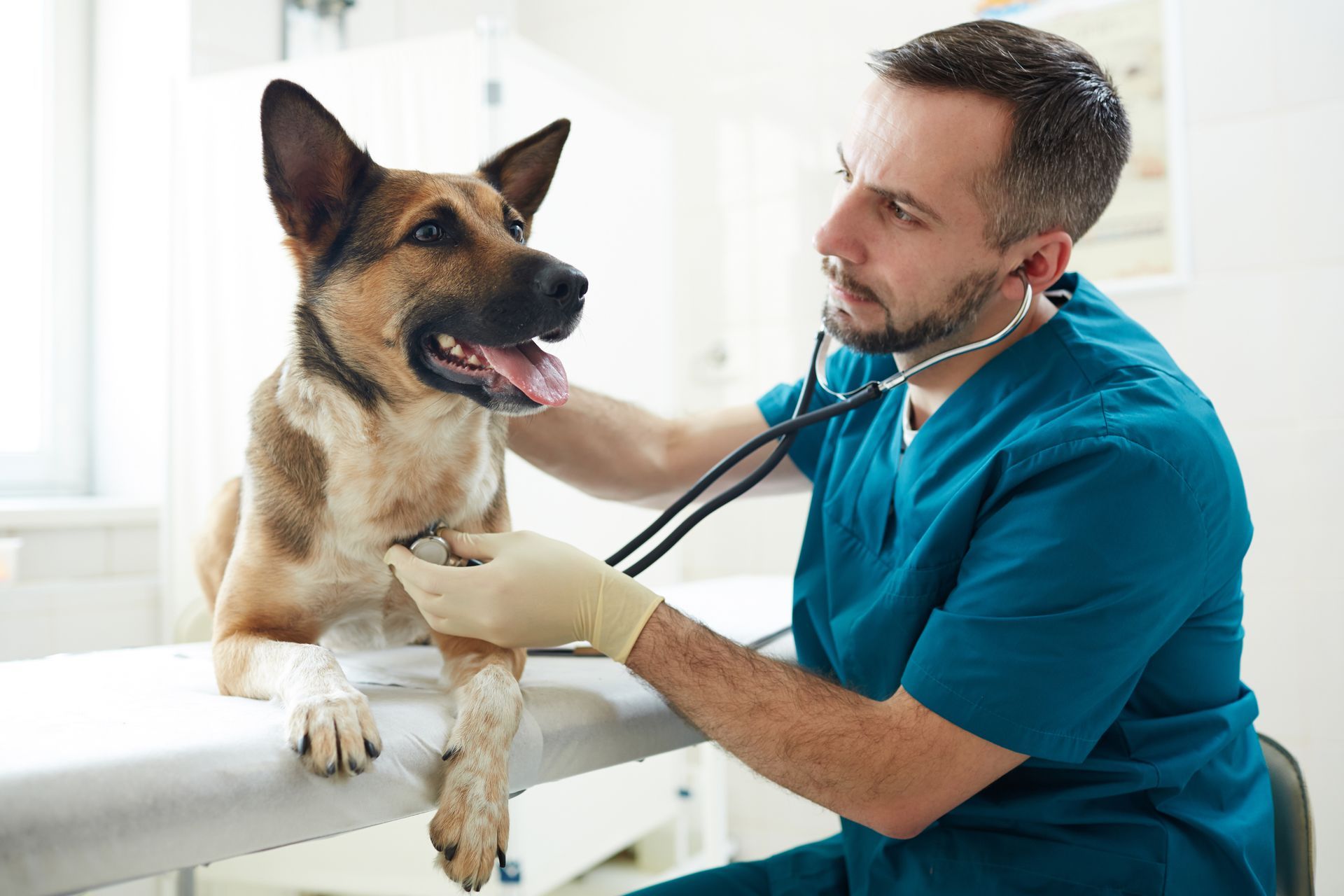 Veterinarian with stethoscope examining brown sheepdog