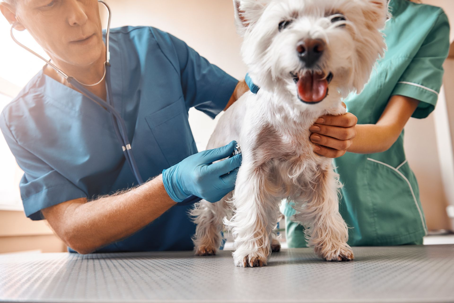 The veterinarian listens to the small white terrier’s chest during a routine exam. The veterinarian listens to the small white terrier’s chest during a routine exam.