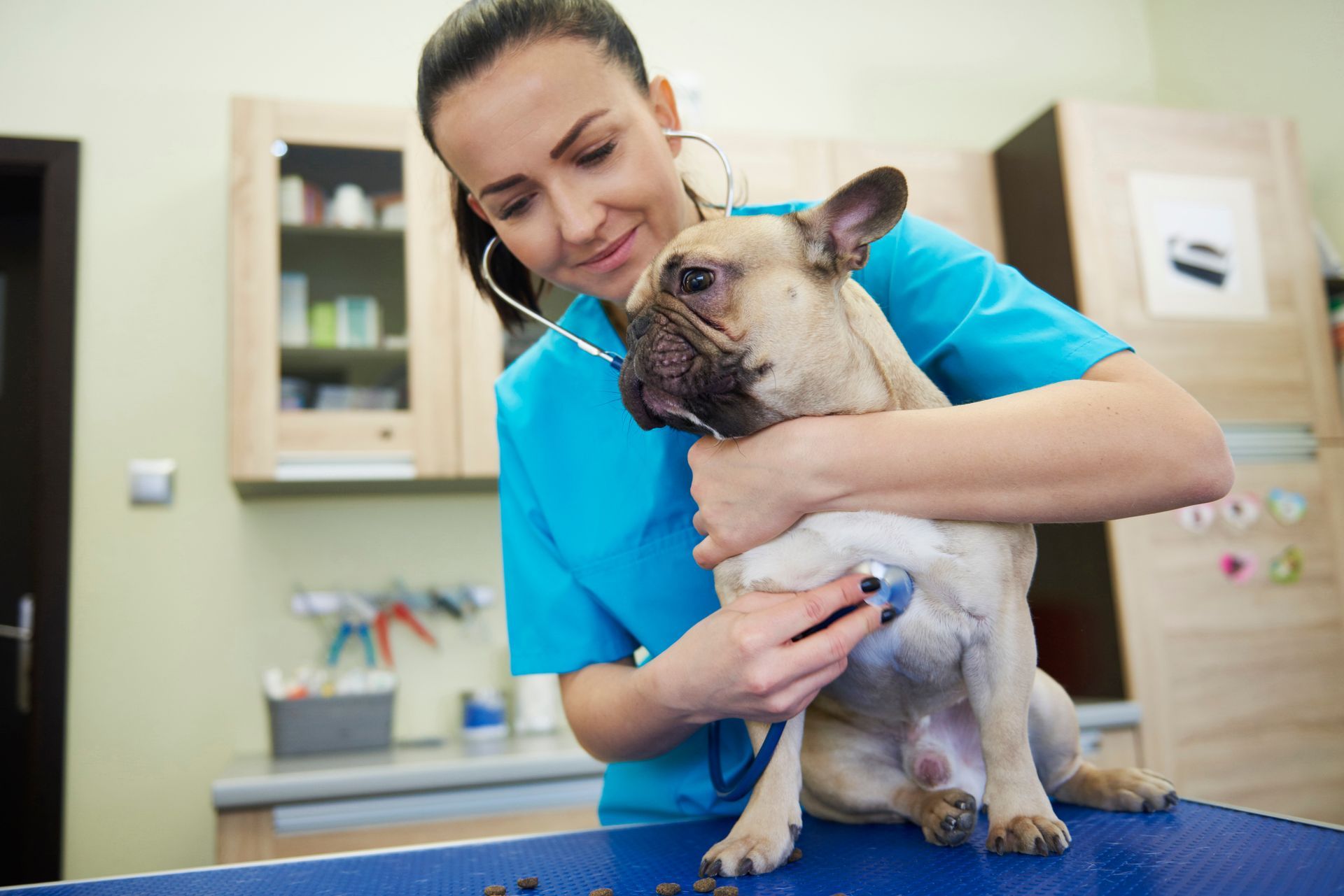 A veterinarian is examining a dog with a stethoscope.