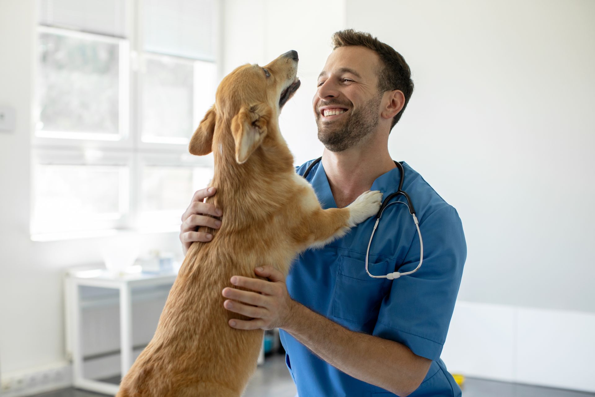 A happy and uniformed veterinarian is playing with a dog after their examination at a veterinary.