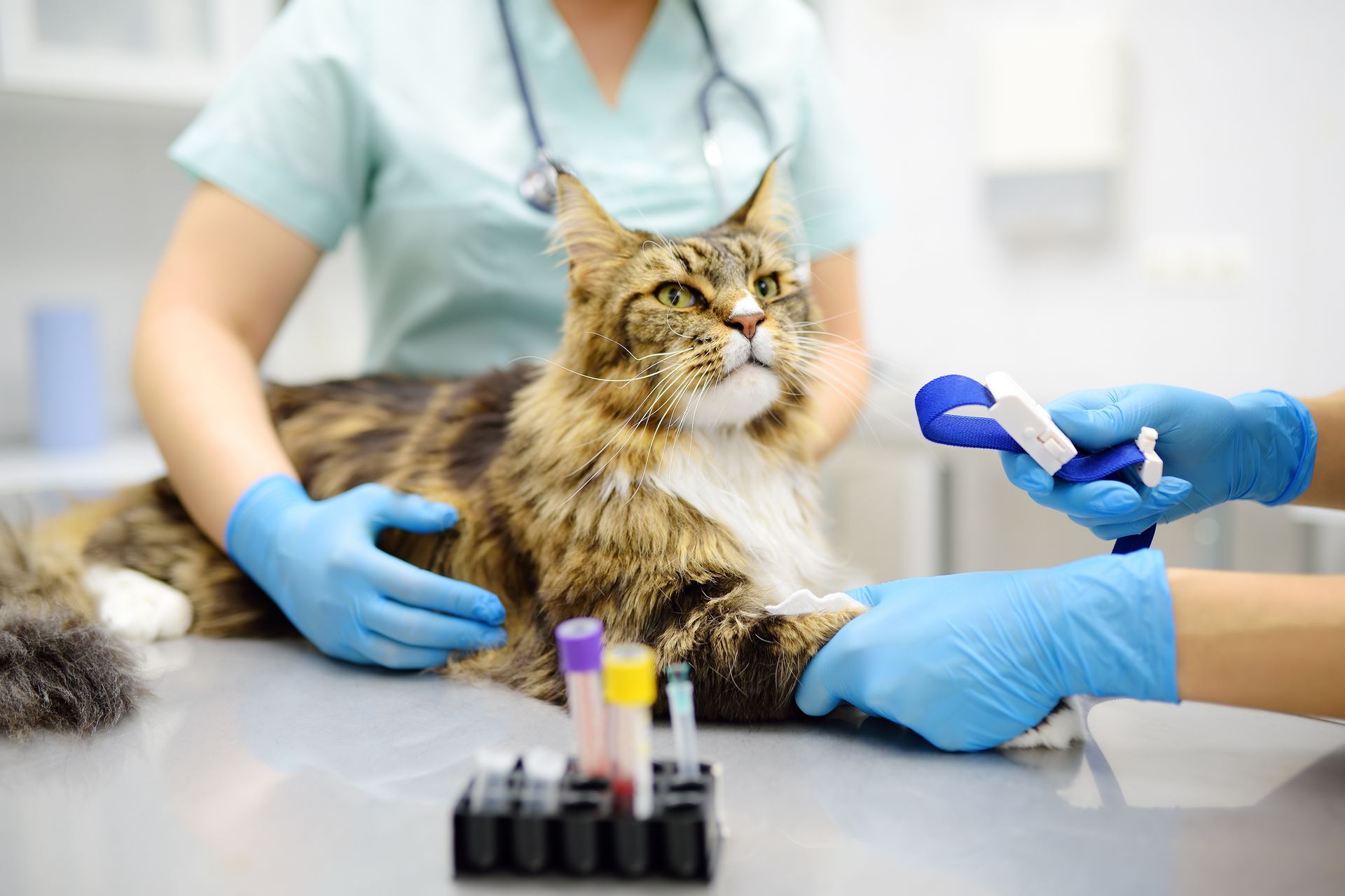 veterinarians draw a blood sample from a cat for testing veterinarians draw a blood sample from a cat for testing
