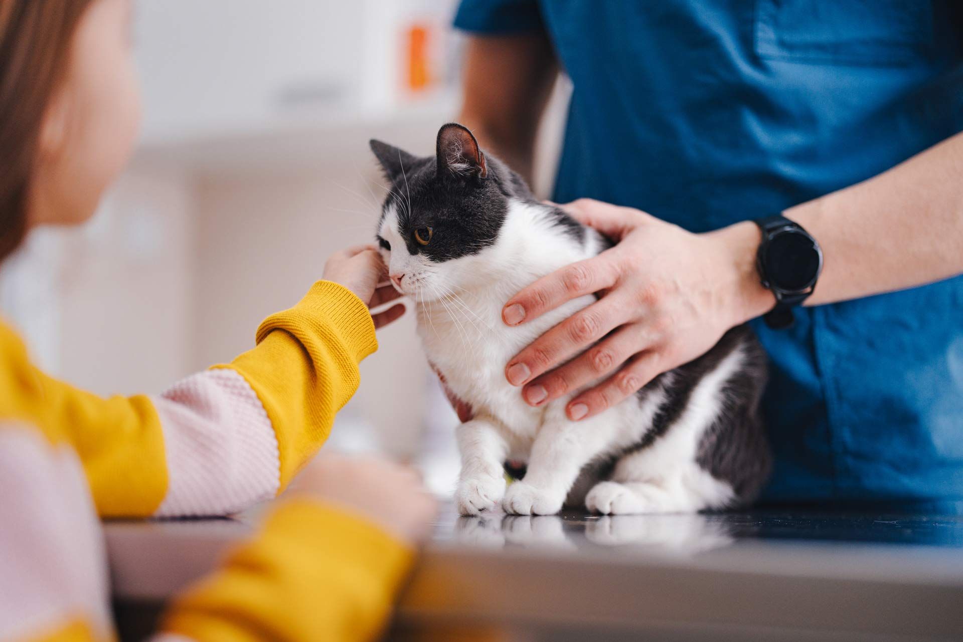 An experienced veterinarian examines a cat while the owner pets her. An experienced veterinarian examines a cat while the owner pets her.