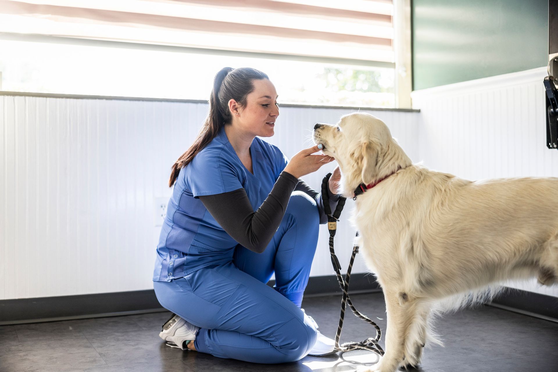 Quality Veterinarian Services Columbus, O