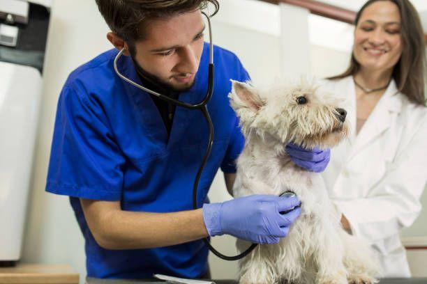 Veterinarian performing health check with stethoscope on small white dog at animal clinic.