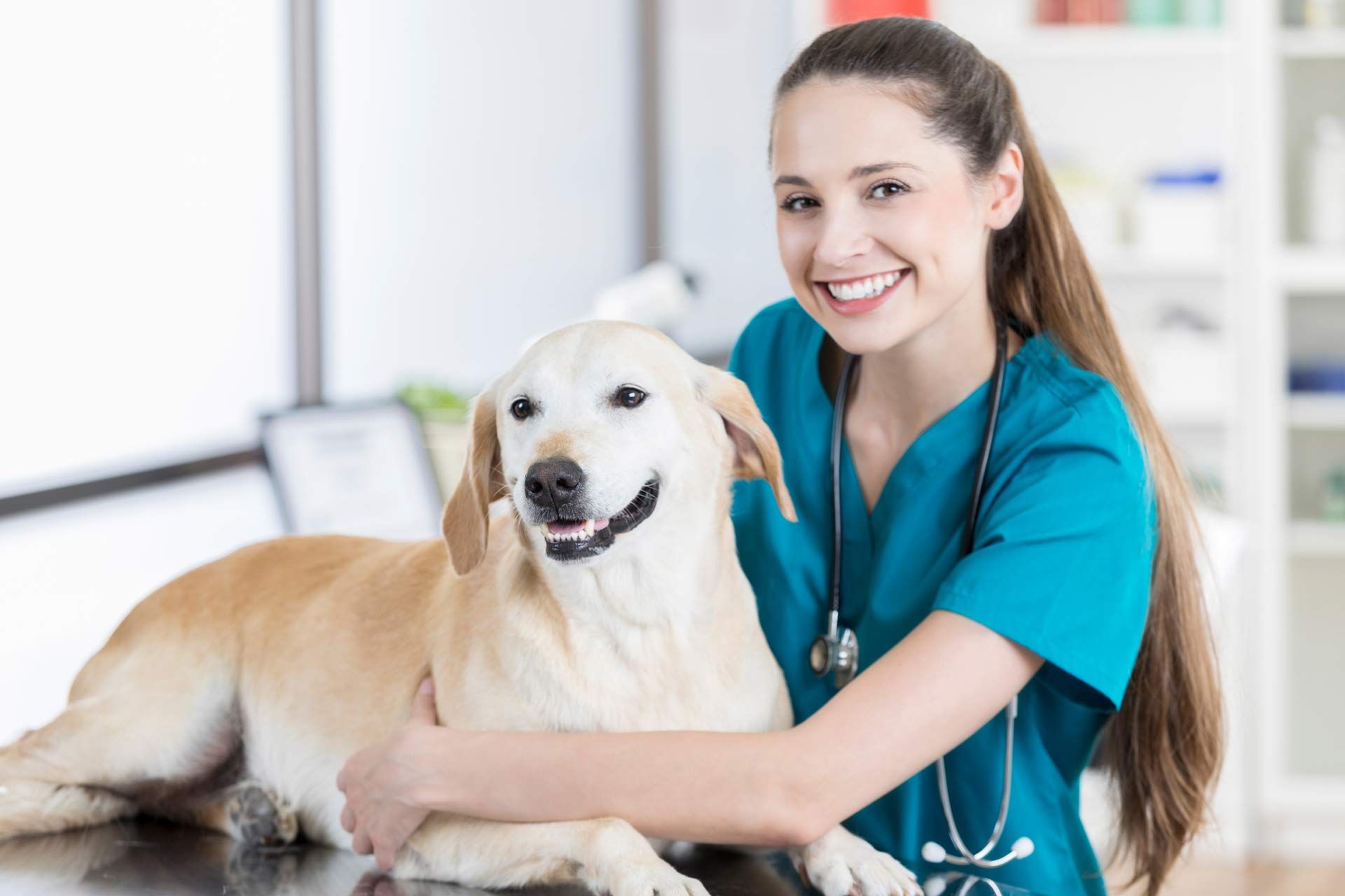 Veterinarian Pet Care Columbus OH Veterinarian Pet Care Columbus OH