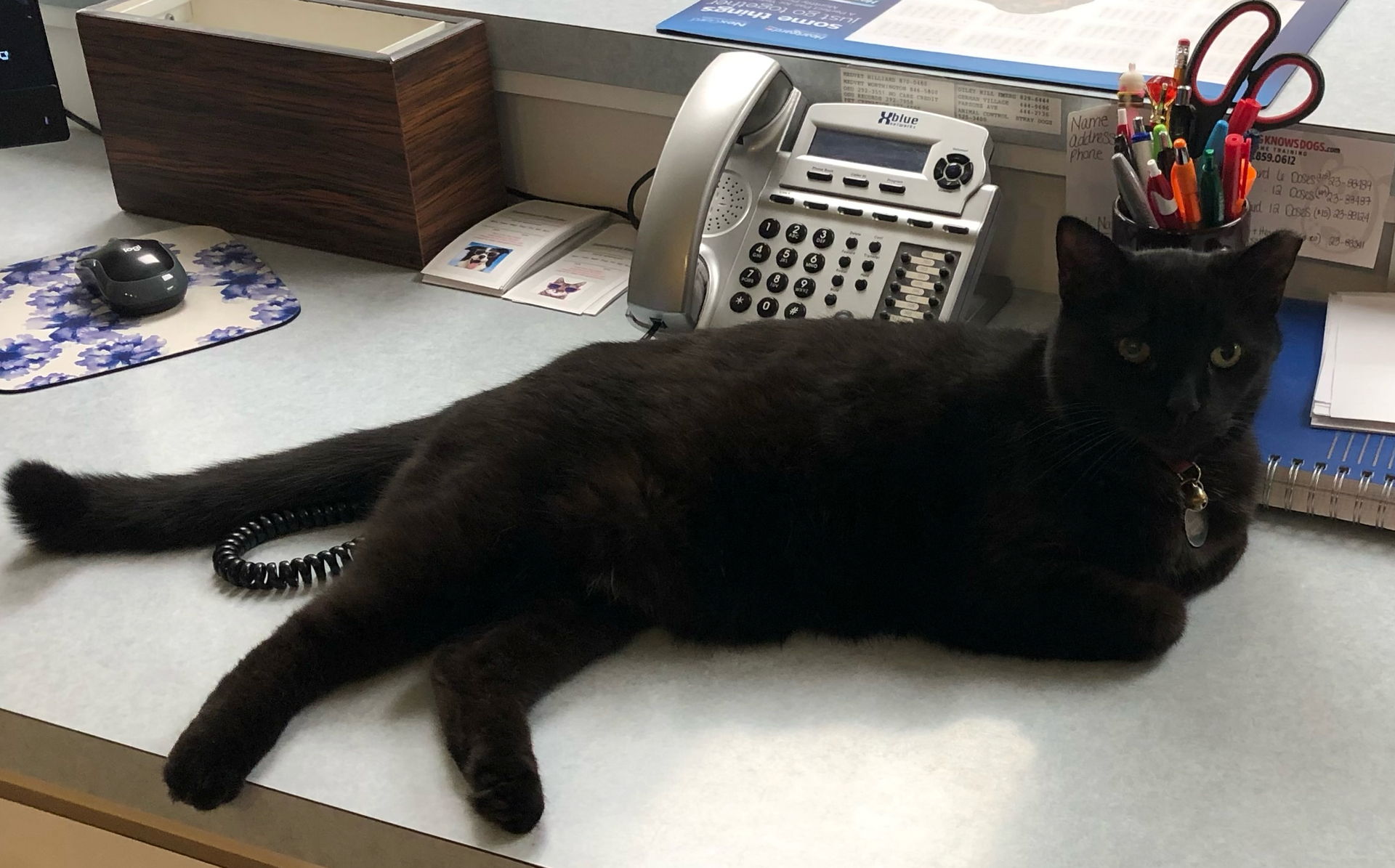 Vaccinations For Cats Columbus OH