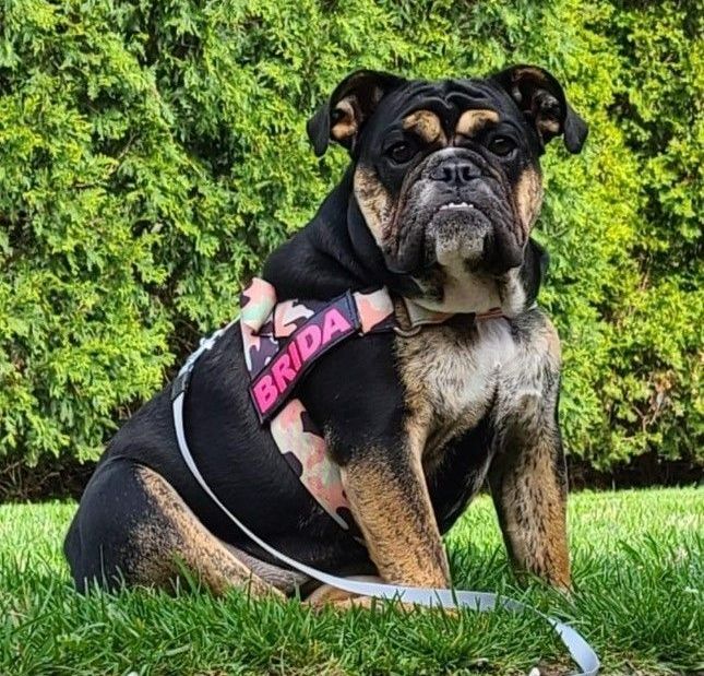 Examinations — Veterinarians with A Dog in Columbus, OH Examinations — Veterinarians with A Dog in Columbus, OH
