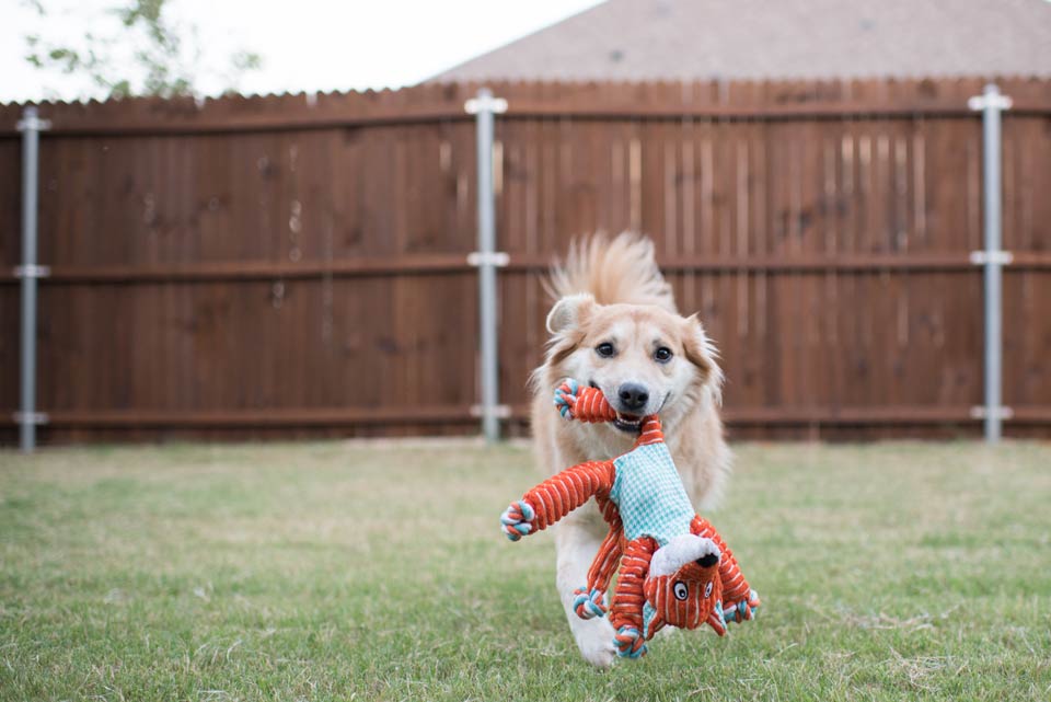 Pet Boarding Gig Harbor, WA Bayside Animal Lodge LTD