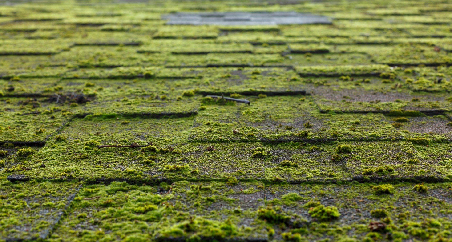 Green moss covering asphalt roof shingles.