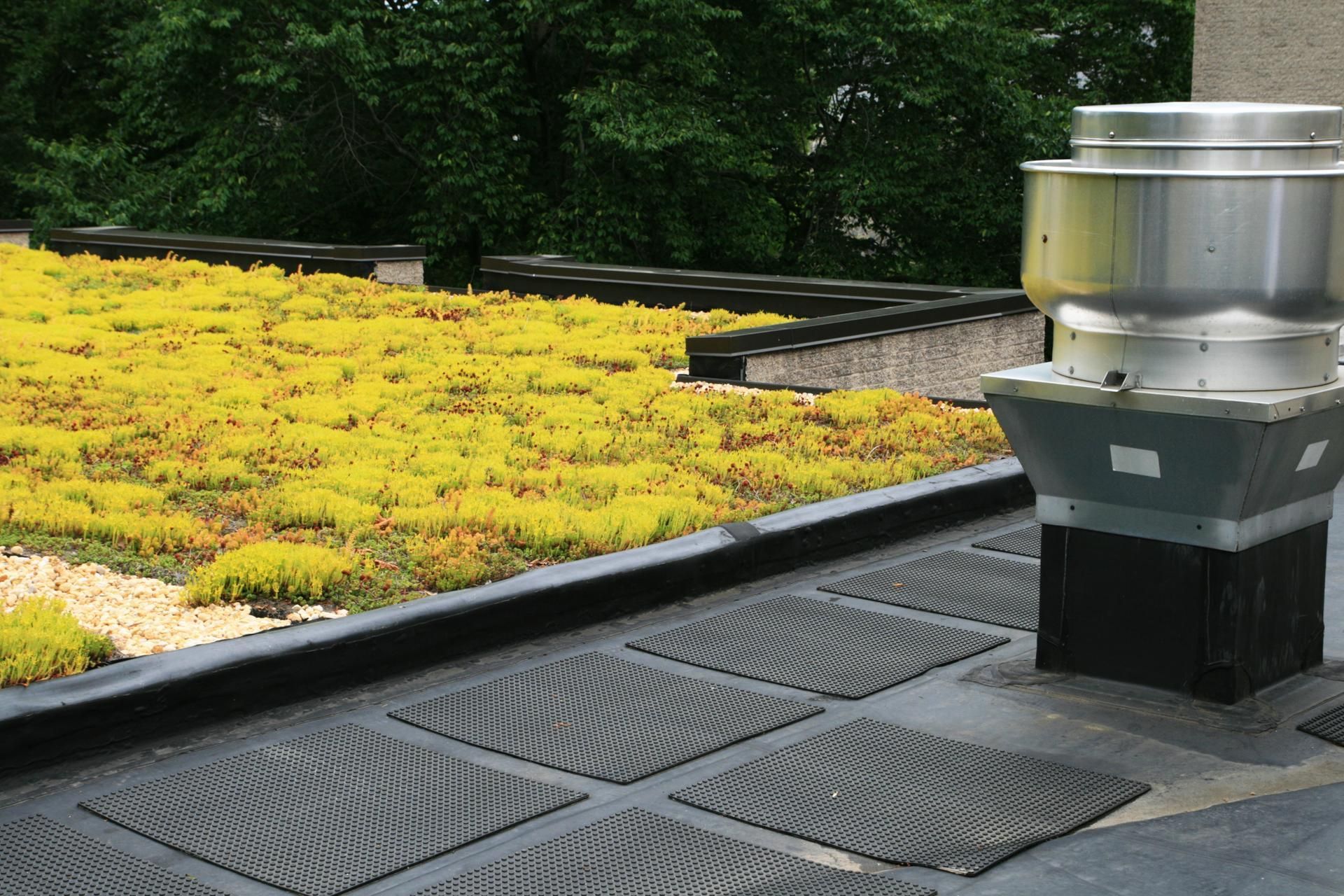 Green roof with yellow vegetation, adjacent to ventilation equipment on a building rooftop.