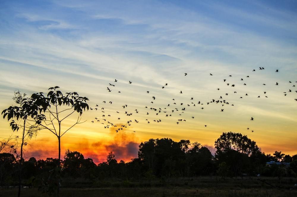 A Flock Of Birds Flying Over A Field At Sunset — Mission Solar And Electrical In Innisfail, QLD