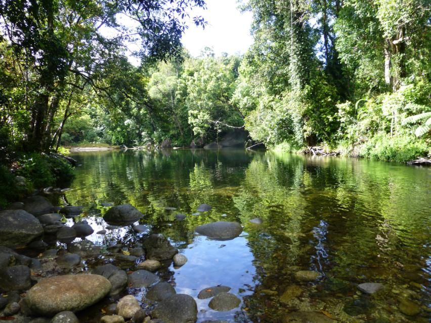 A River In The Middle Of A Lush Green Forest — Mission Solar And Electrical In Innisfail, QLD