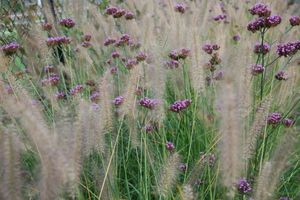 Een veld met hoog gras en paarse bloemen.