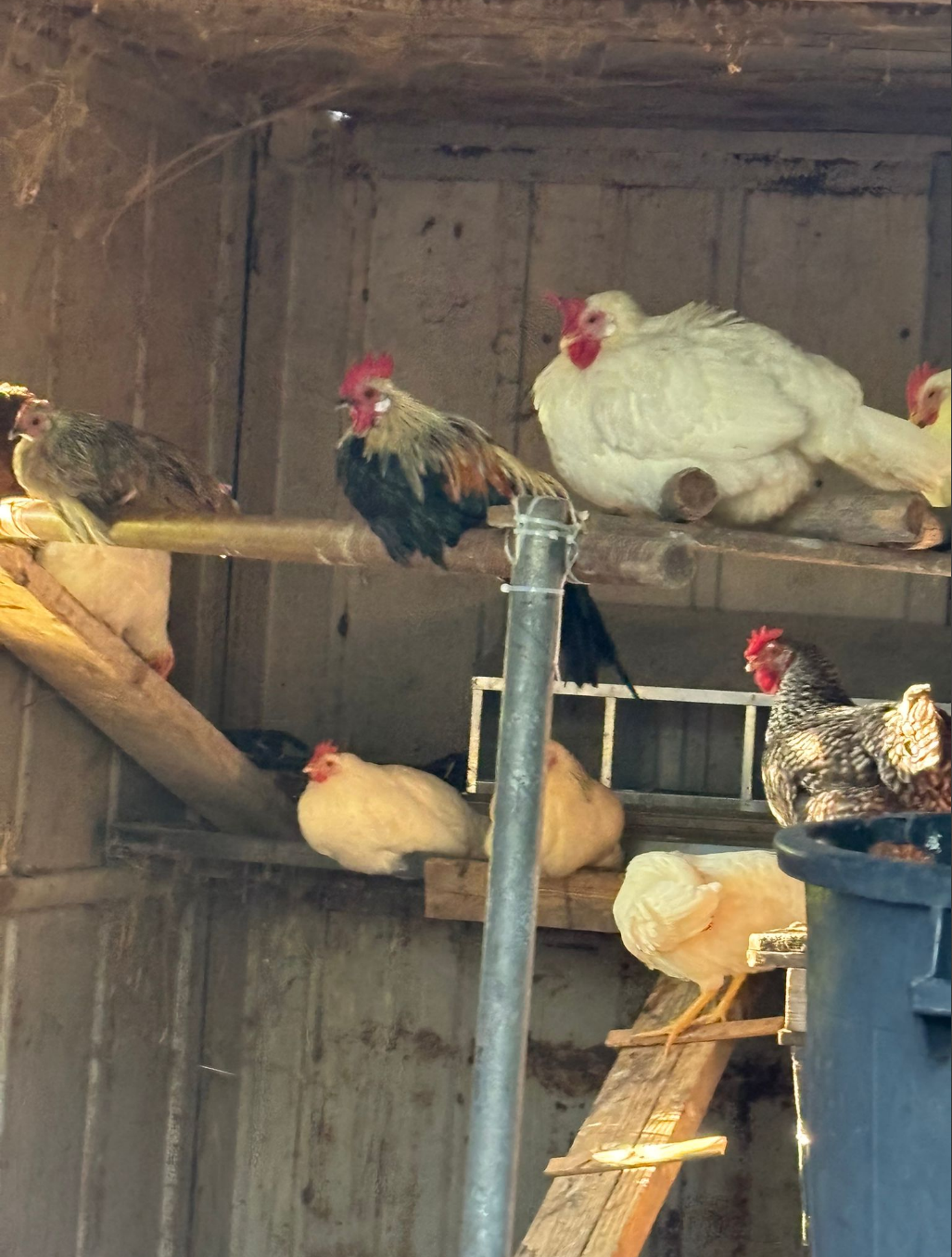 Polli che riposano all'interno di un pollaio; di vari colori, appollaiati su piattaforme di legno e un tubo.