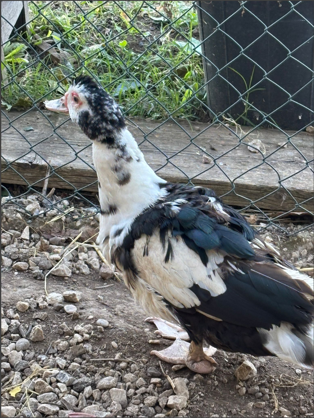 Un'anatra muschiata con piume bianche e nere si trova in un cortile con ghiaia e una recinzione a maglie metalliche.