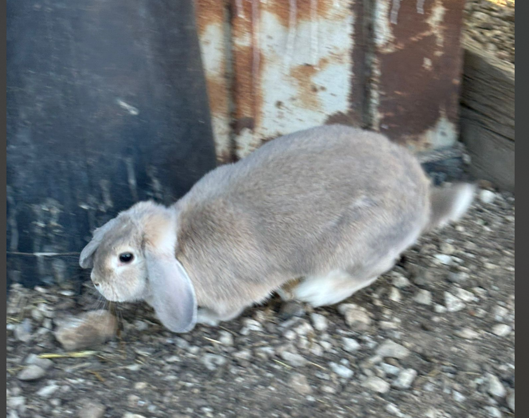 Coniglio grigio dalle orecchie cadenti su un terreno roccioso vicino a una struttura metallica usurata.