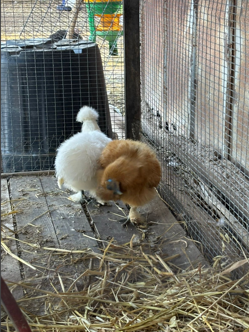 Due soffici polli in una gabbia, uno bianco e uno marrone, con del fieno sul pavimento di legno.