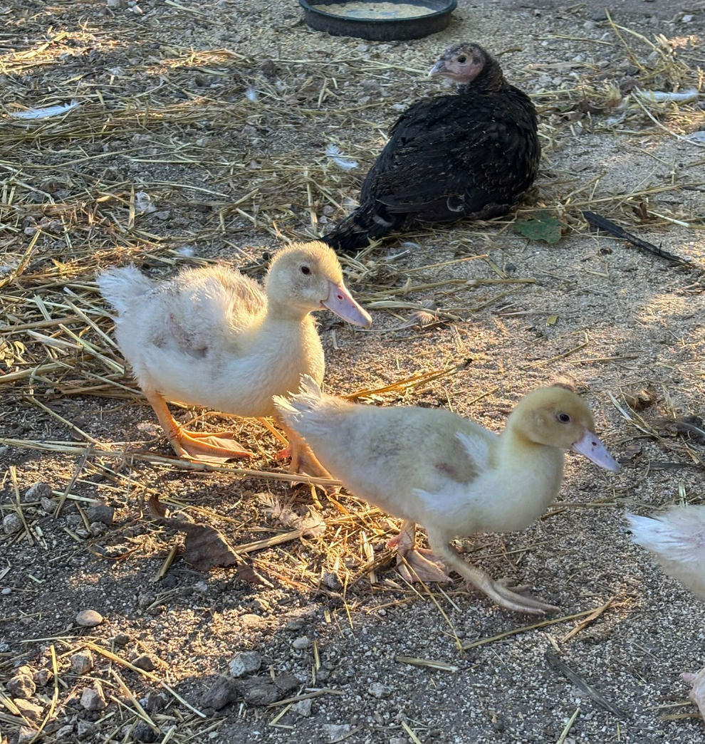 Tre anatroccoli gialli e un uccello scuro su un terreno sterrato vicino a una ciotola di cibo.